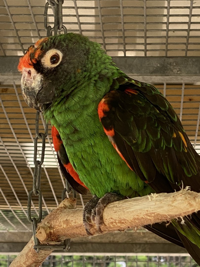 Parrot ID? - Lincolnshire wildlife park