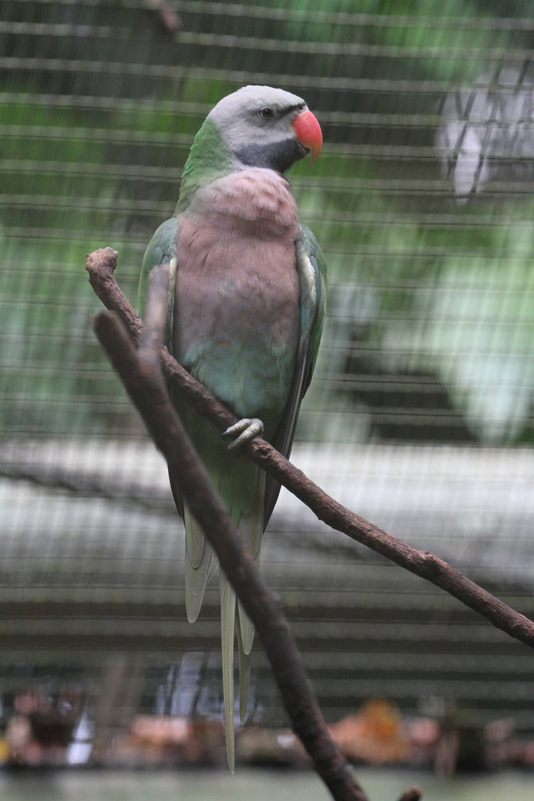 Parrot ID Please.