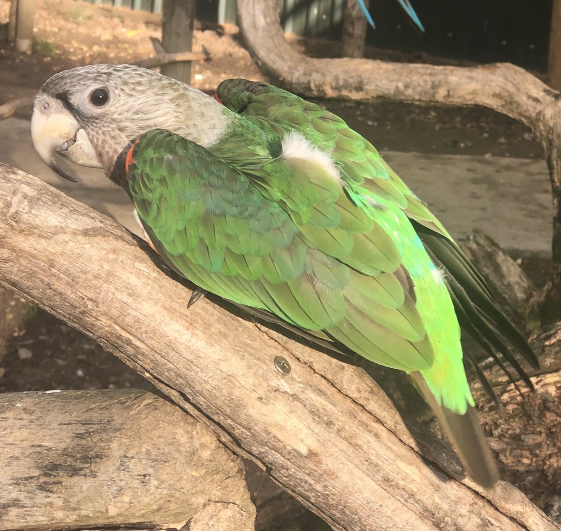 Parrot ID - Tropical birdland
