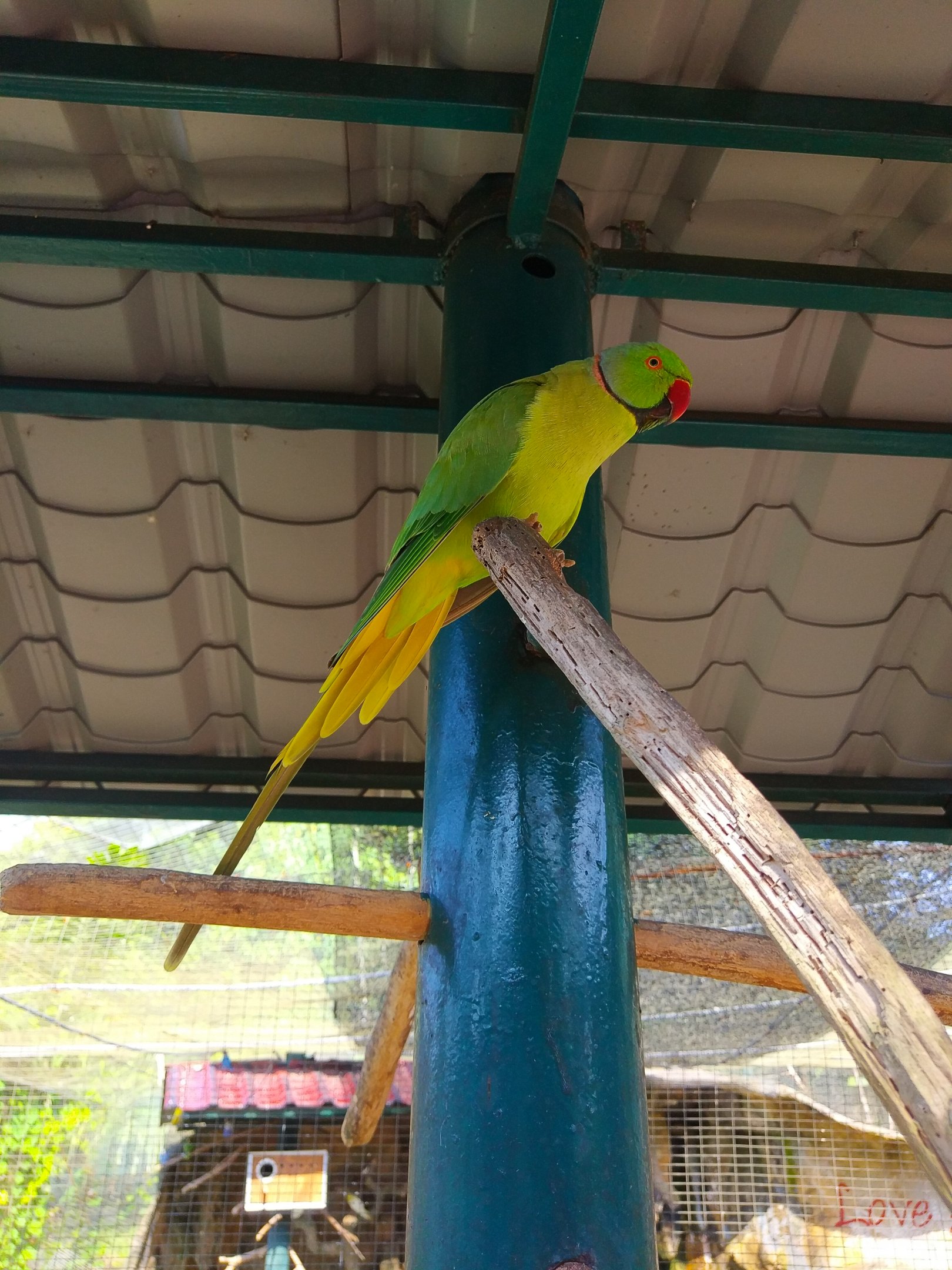 Parrot ID