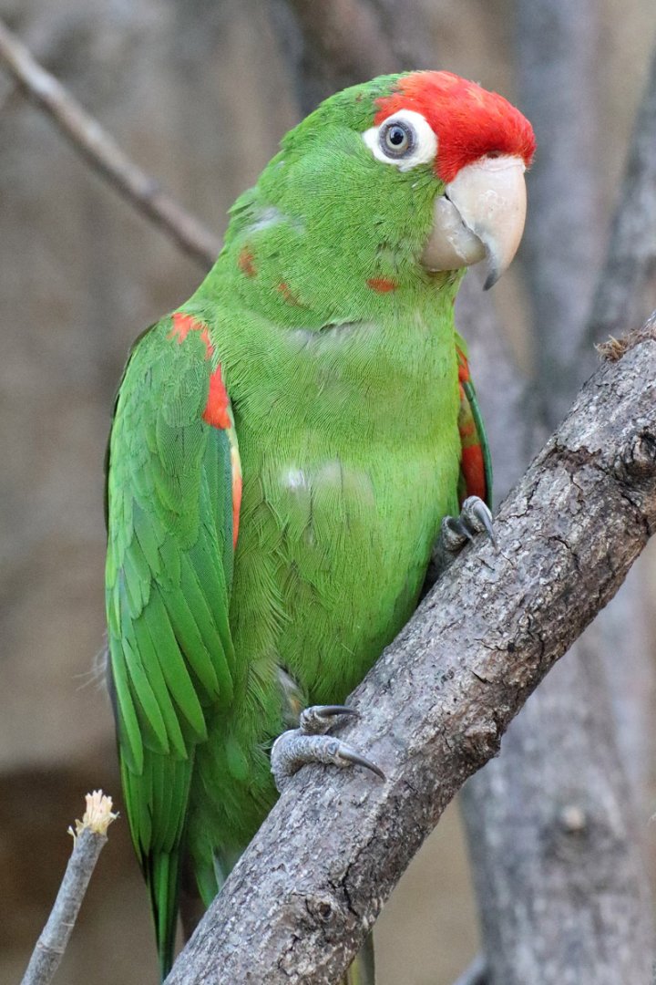 Parrot ID