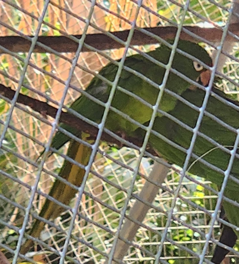 Parrot ID