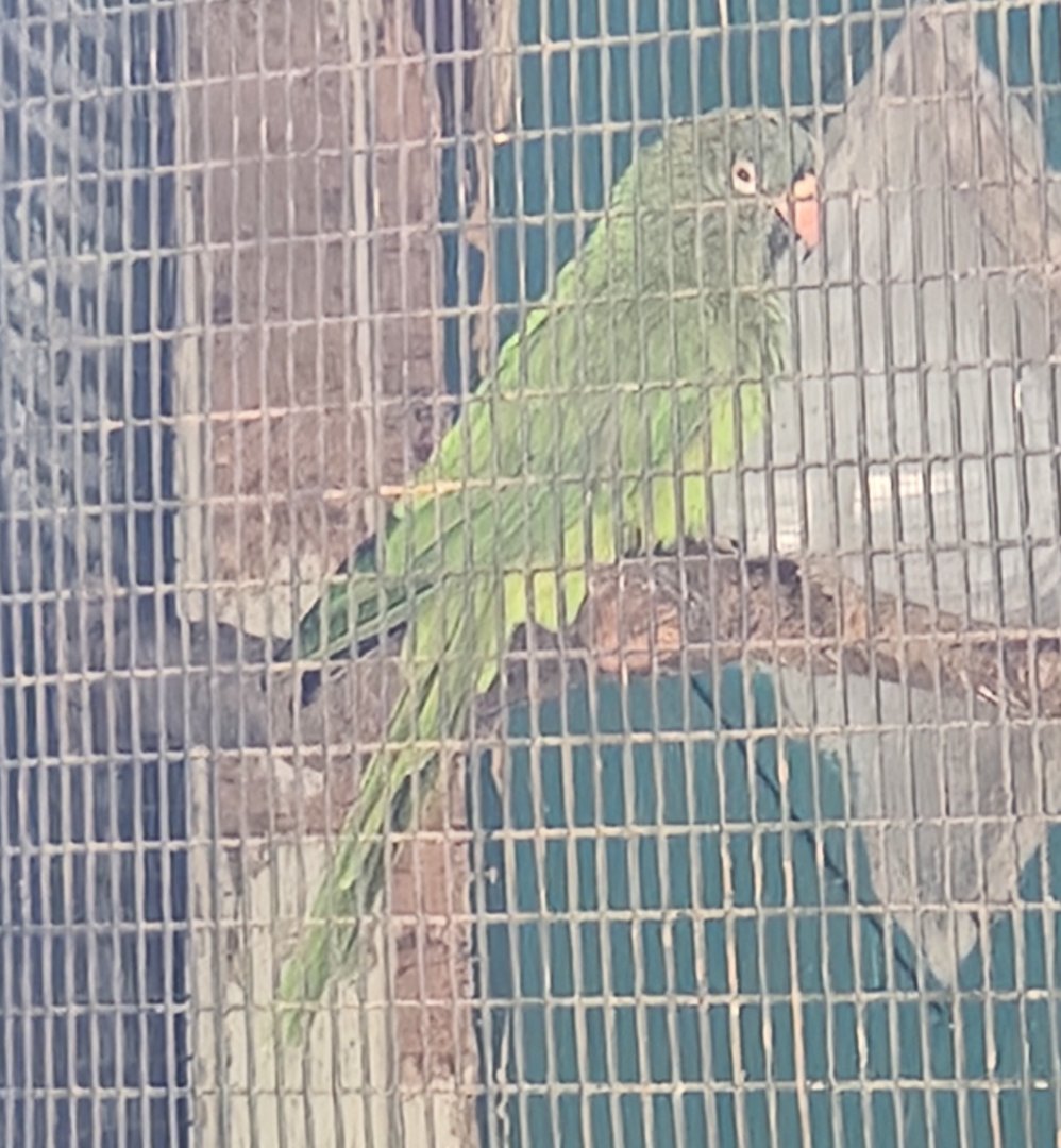 Parrot ID