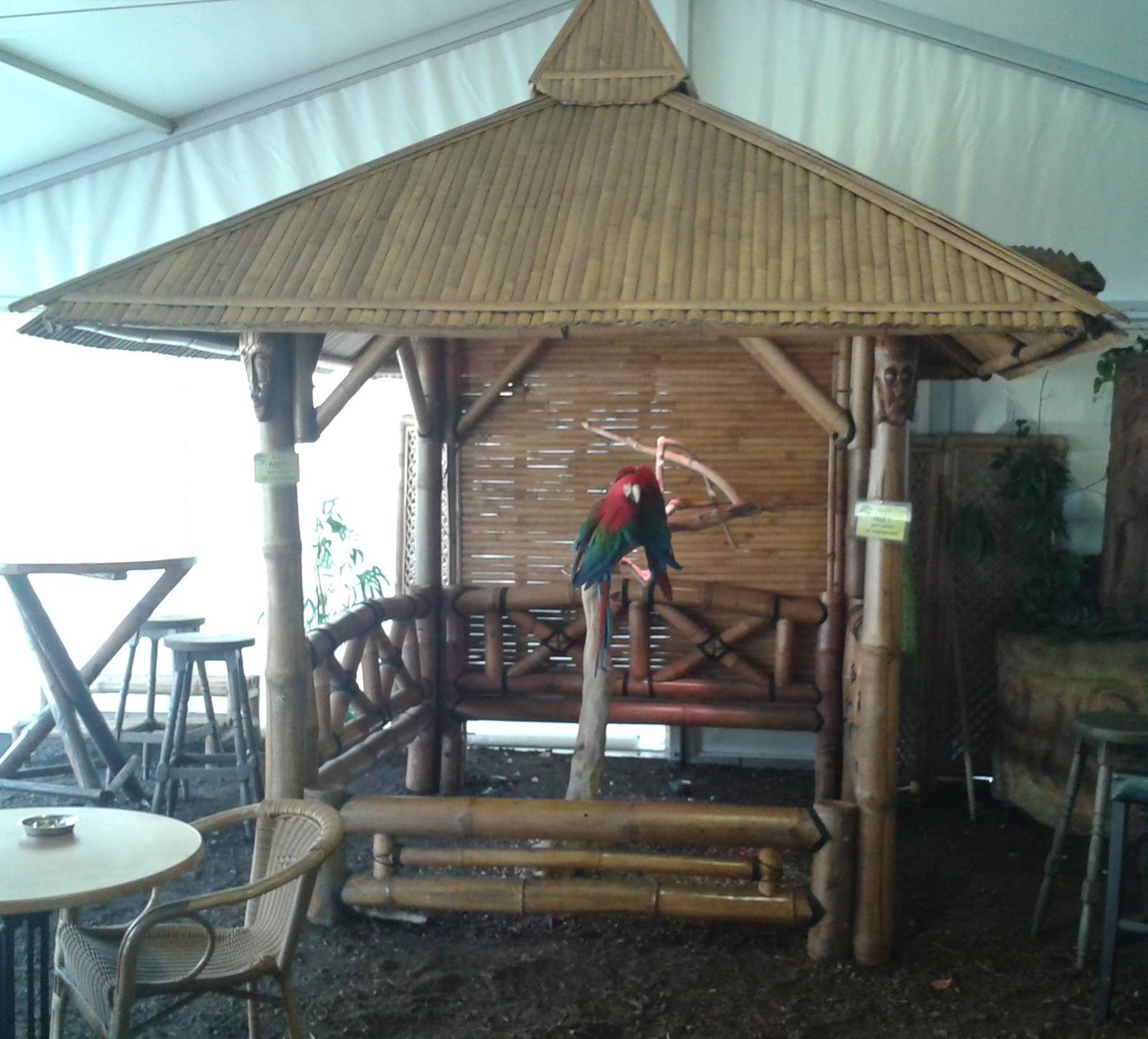 parrot-keeping the wrong way !