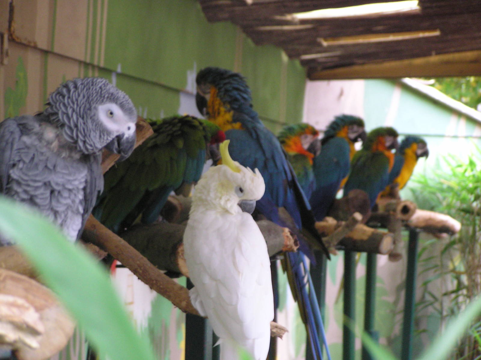 Parrot Line-Up