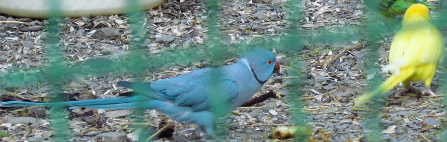 Parrot-Mashhad zoo