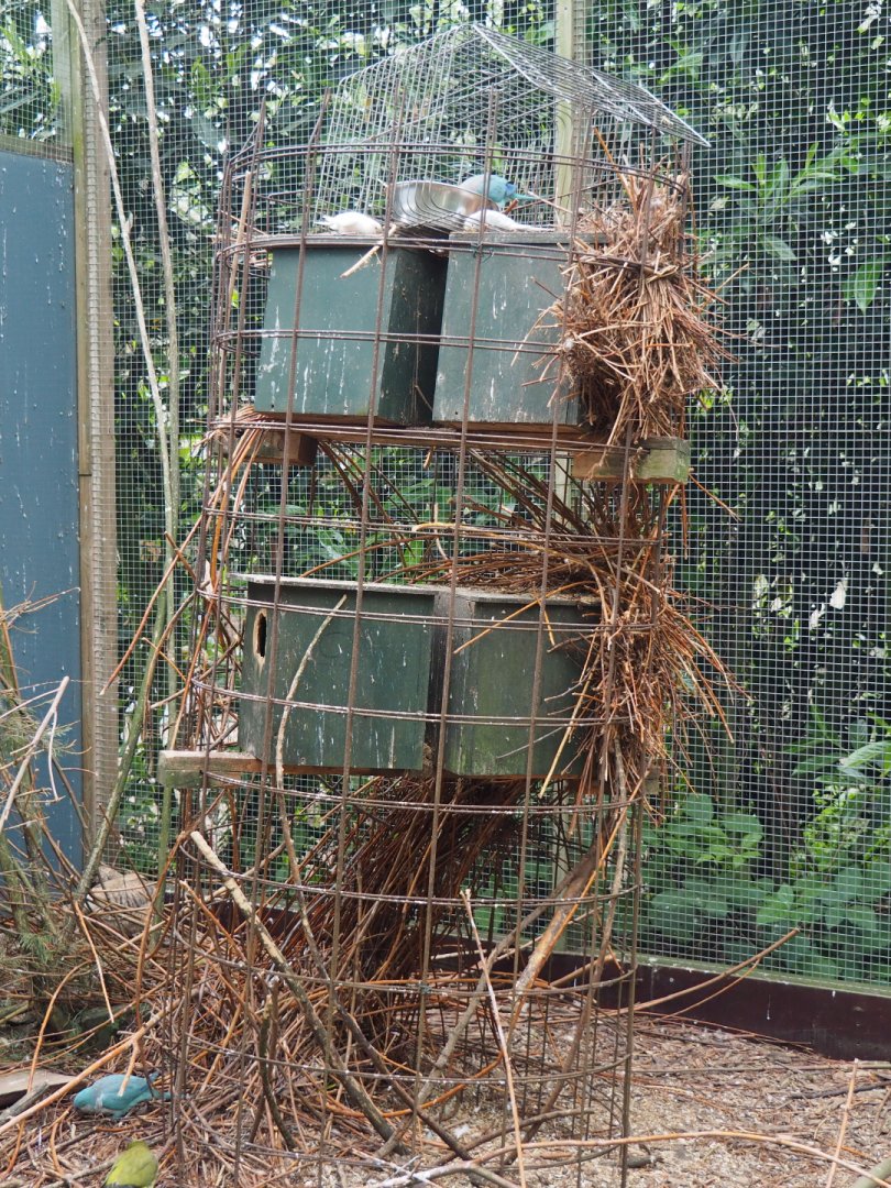 Parrot nesting structure, 2019-05-25