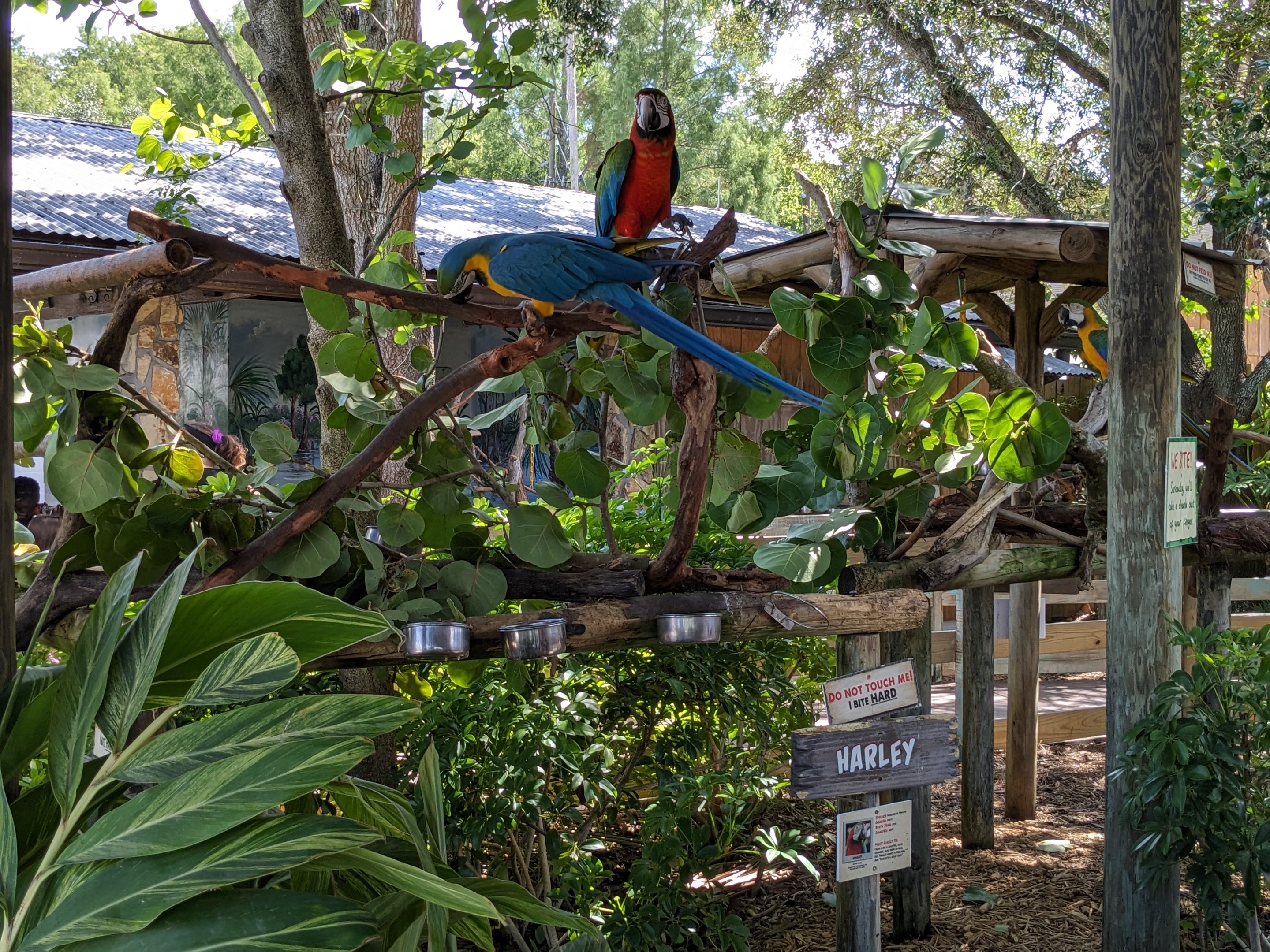 Parrot Pandemonium - Macaws