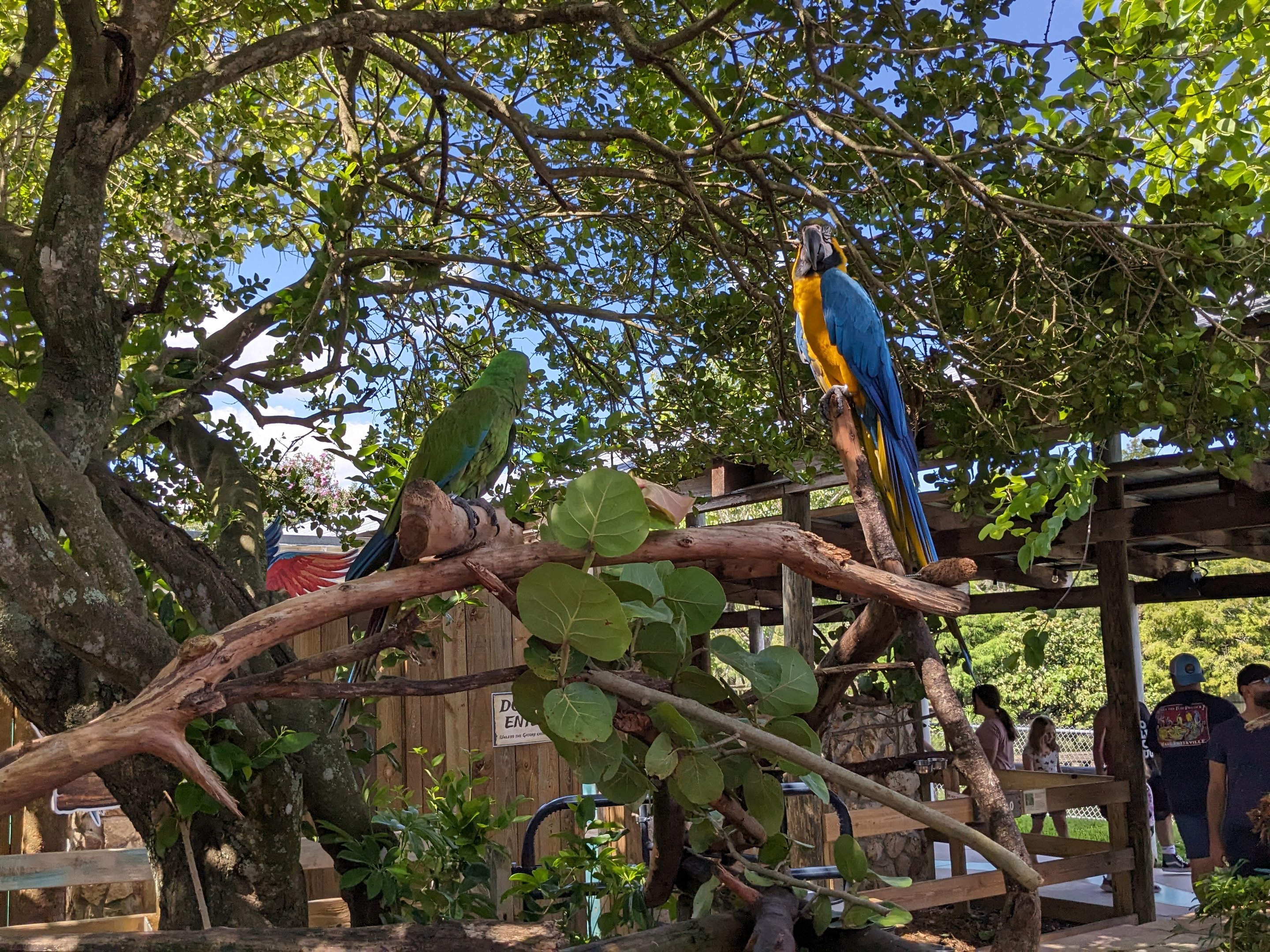 Parrot Pandemonium - Macaws