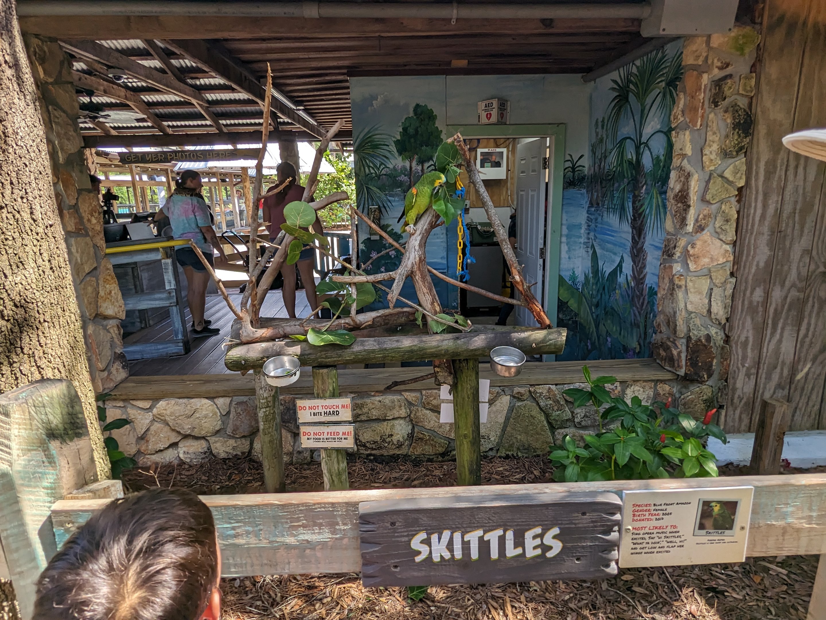 Parrot Pandemonium - Red-fronted Amazon