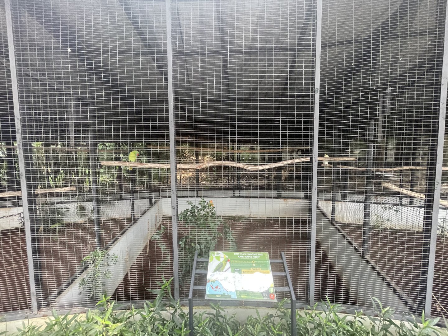 parrot paradise - azure-rumped parrot aviary - aviary park