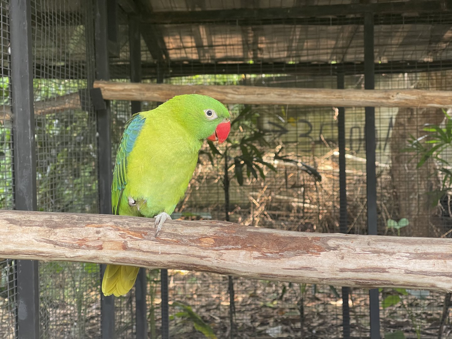 parrot paradise - azure-rumped parrot (tanygnathus sumatranus) - aviary park