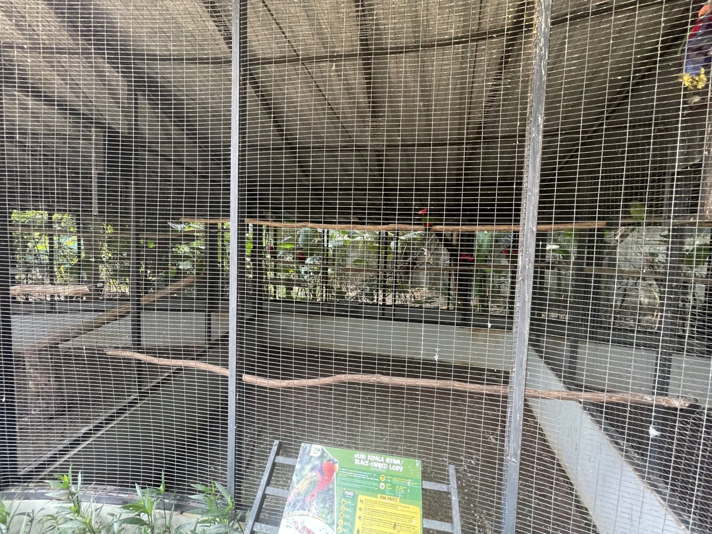 parrot paradise - black-capped lory aviary - aviary park