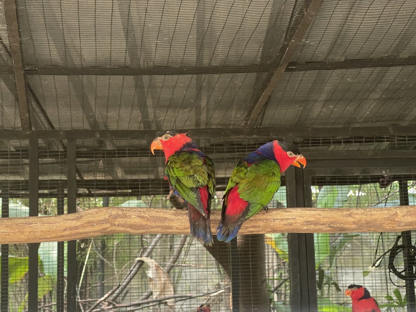 parrot paradise - black-capped lory (lorius lory) - aviary park
