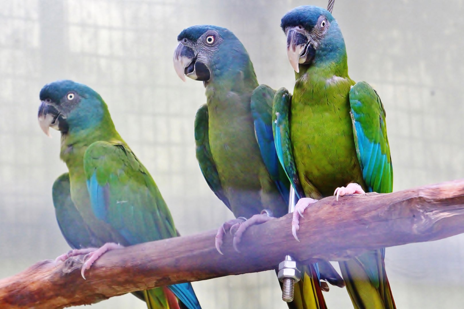 Parrot Paradise - Blue-headed Macaw