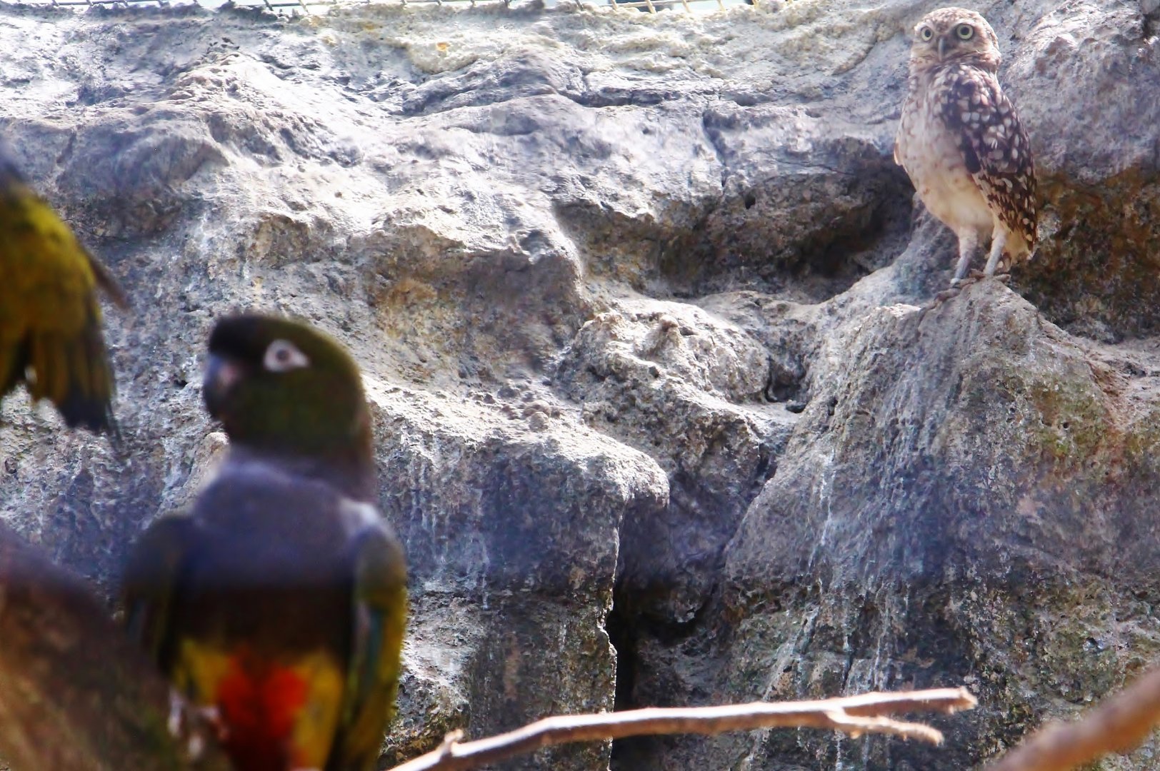 Parrot Paradise - Burrowing Owl and Burrowing Parrot