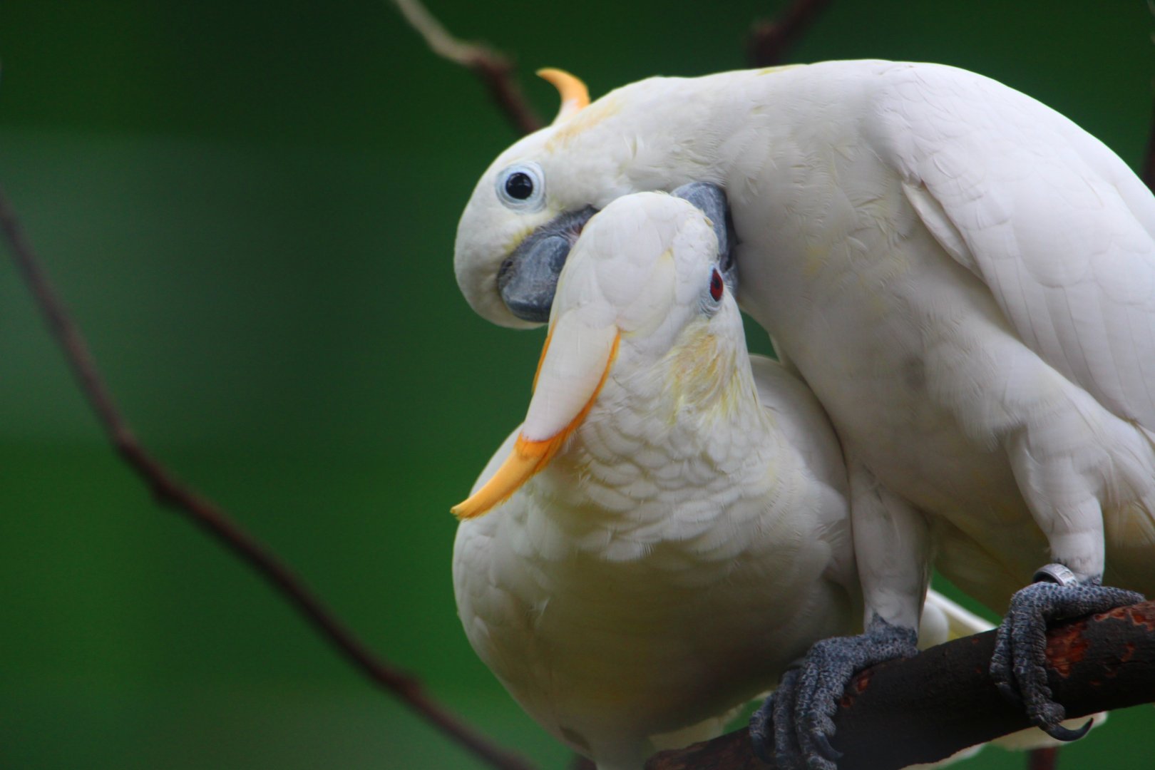 Parrot Paradise - Citron-crested Cockatoo