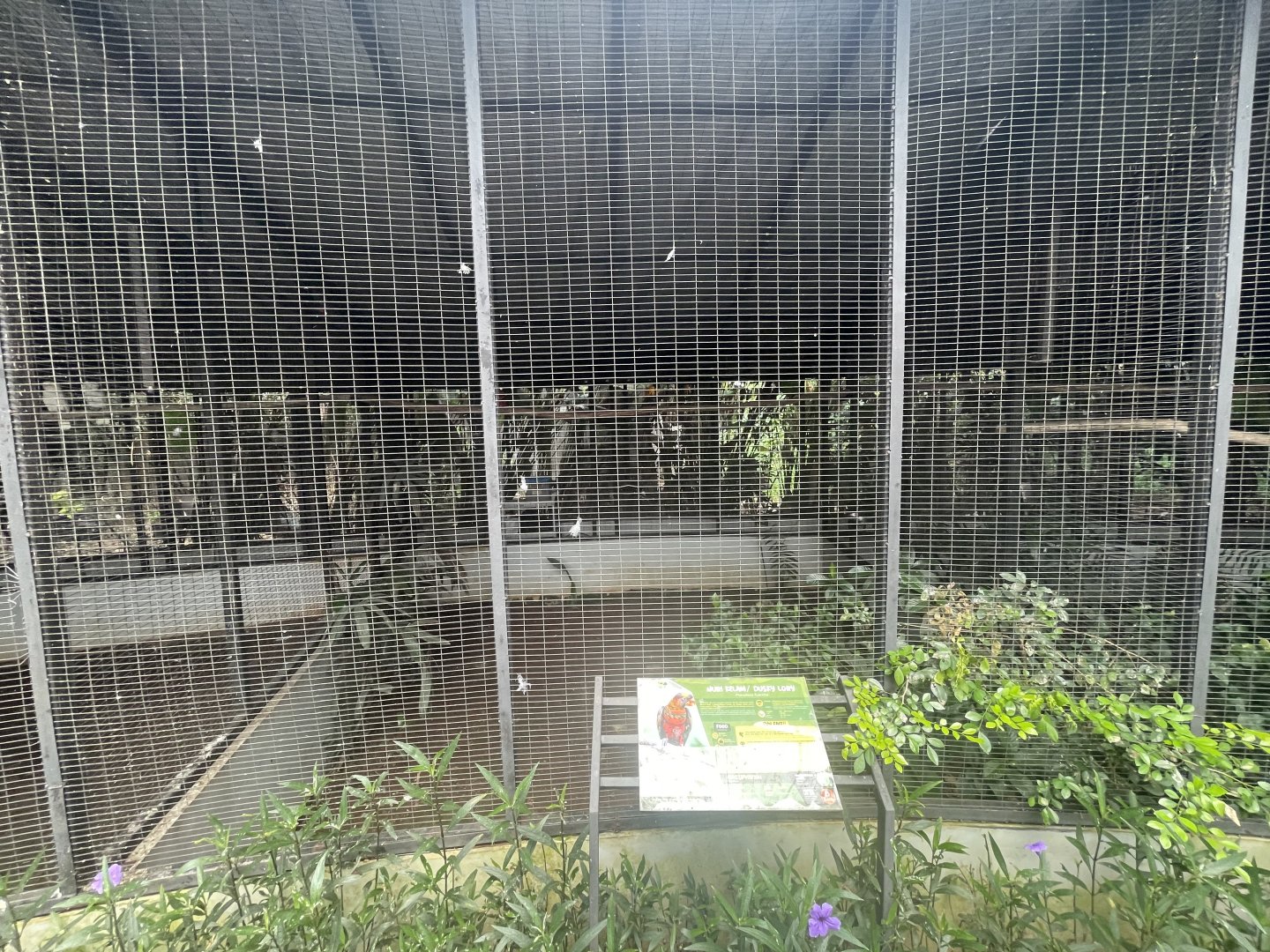 parrot paradise - dusky lory aviary - aviary park