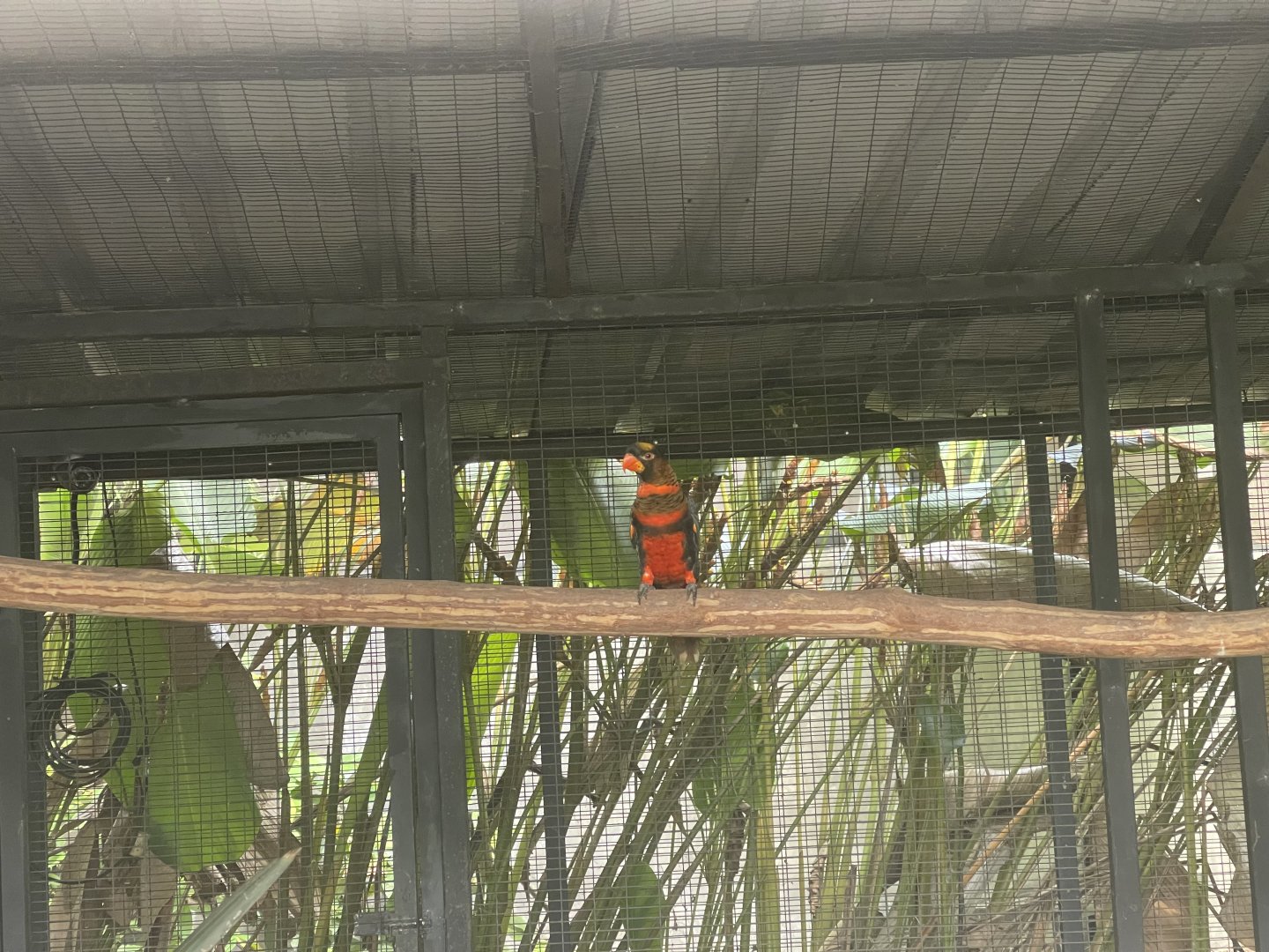 parrot paradise - dusky lory (pseudeos fuscata) - aviary park