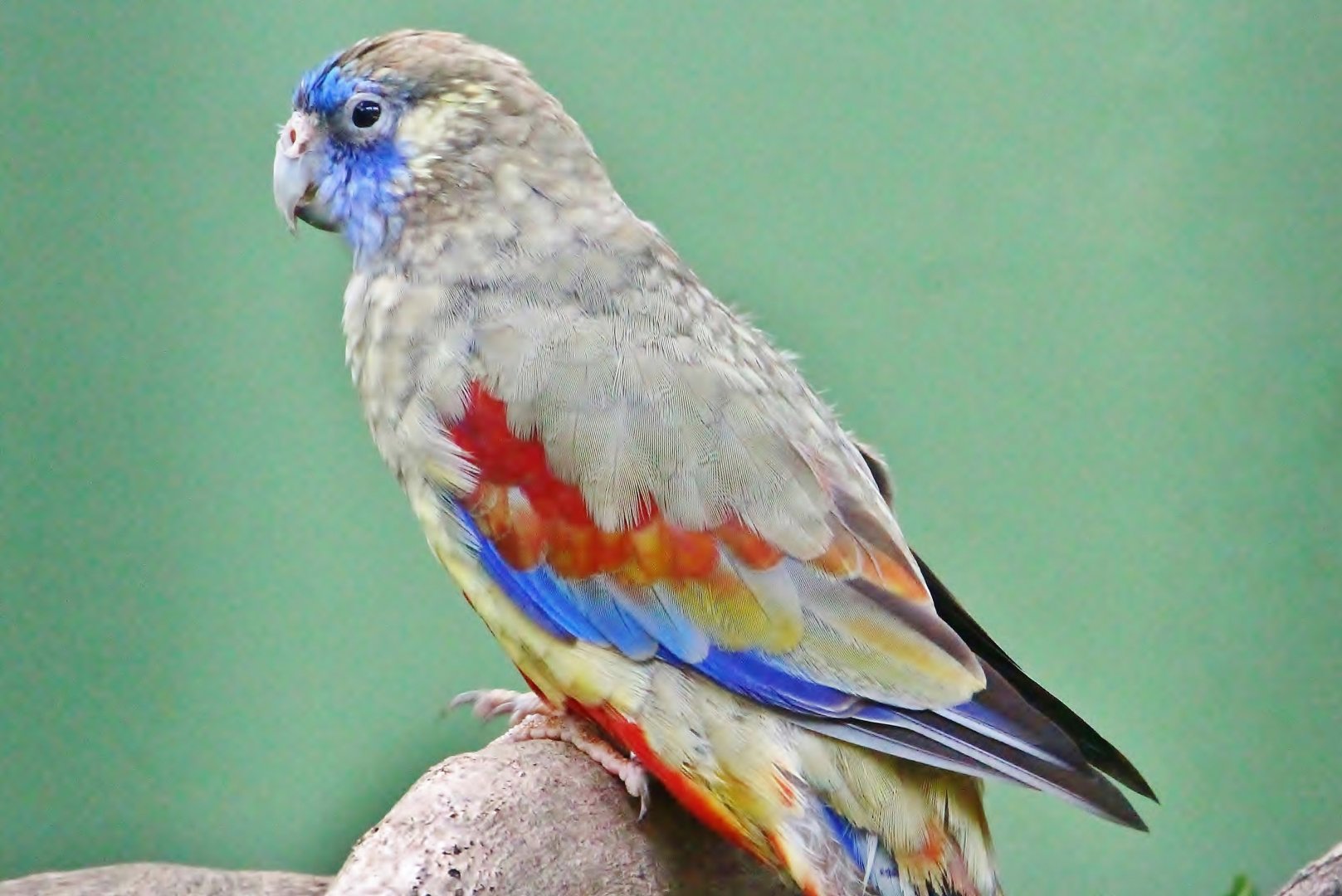Parrot Paradise - Eastern Bluebonnet (Northiella haematogaster)