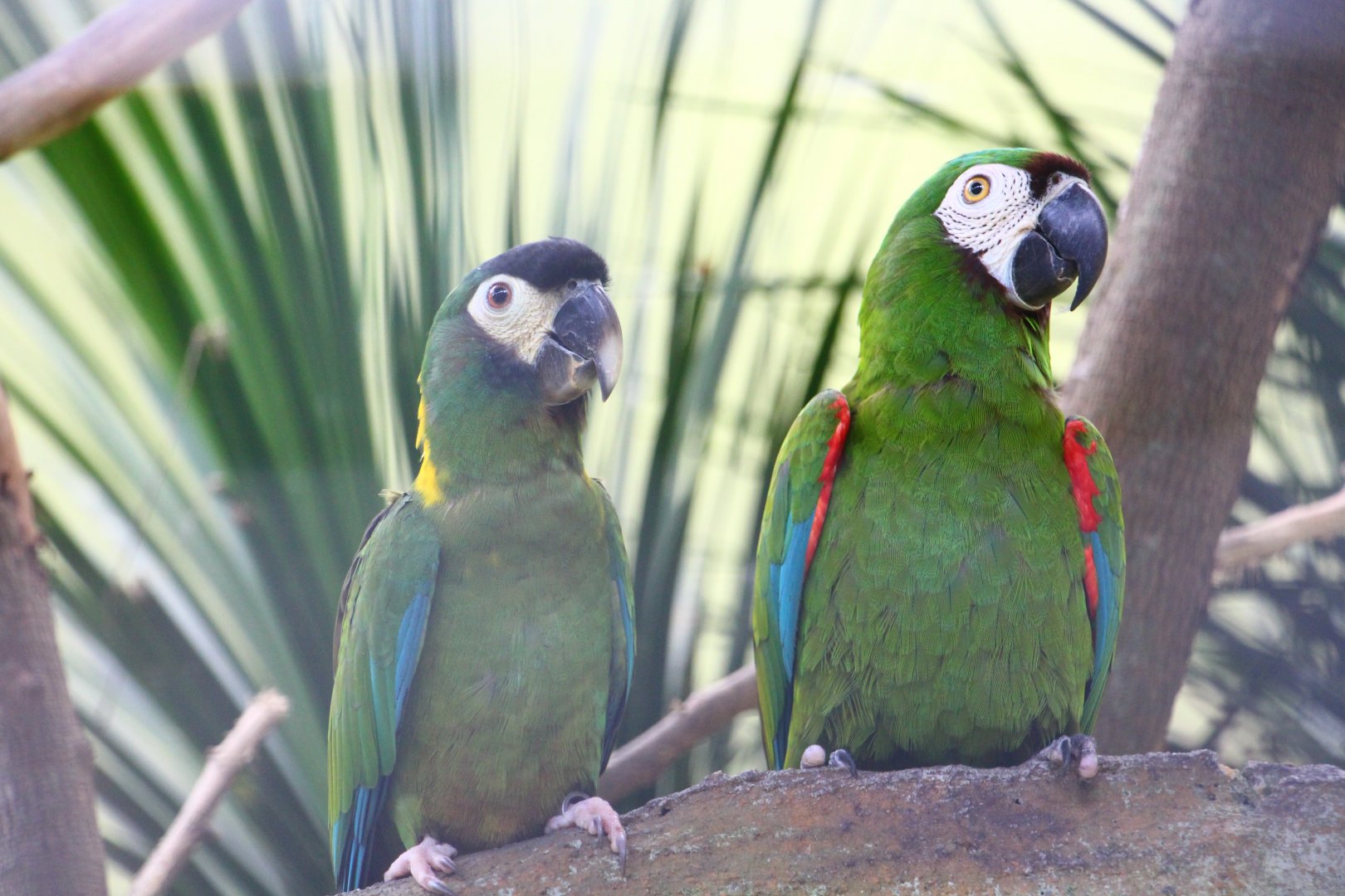 Parrot Paradise - Golden-collared Macaw and Chestnut-fronted Macaw