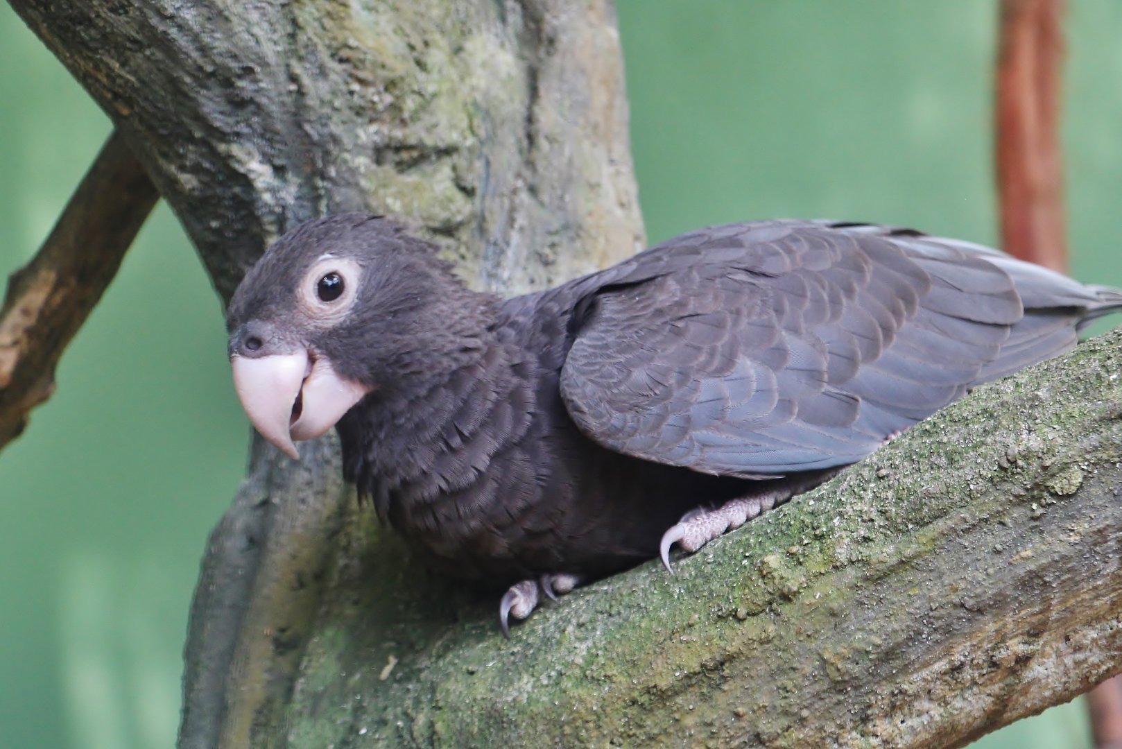 Parrot Paradise - Greater Vasa Parrot