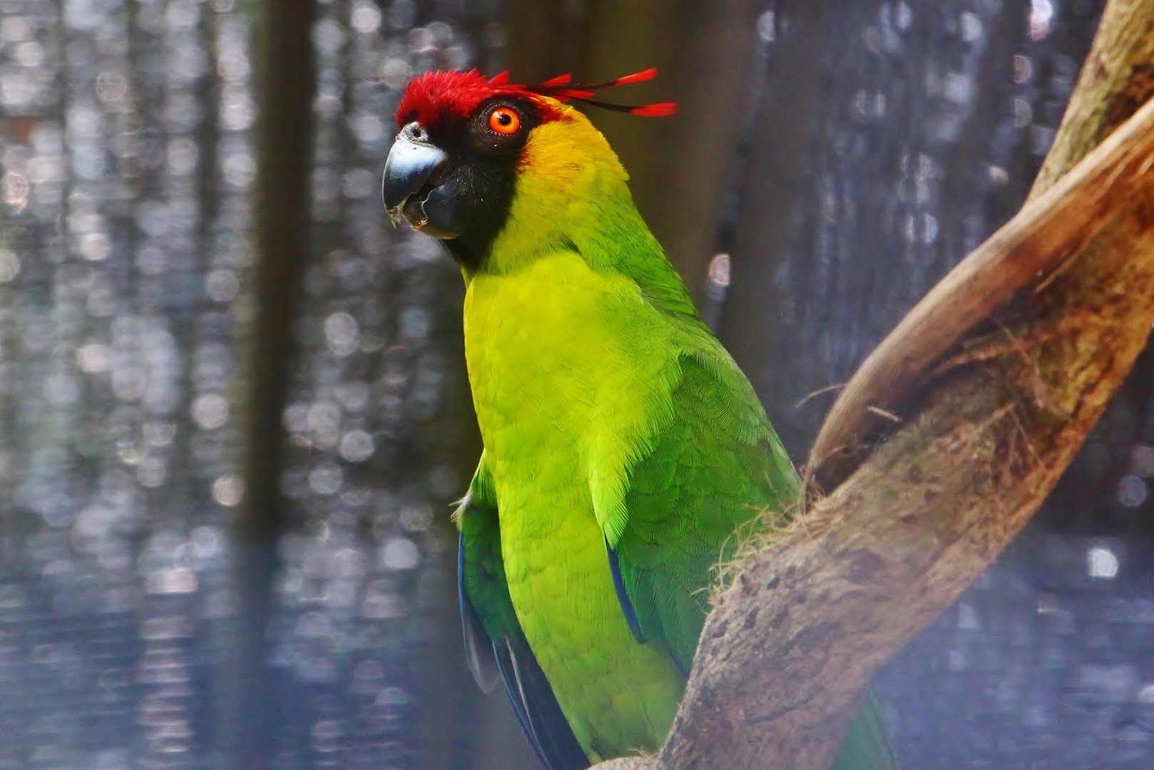 Parrot Paradise - Horned Parakeet