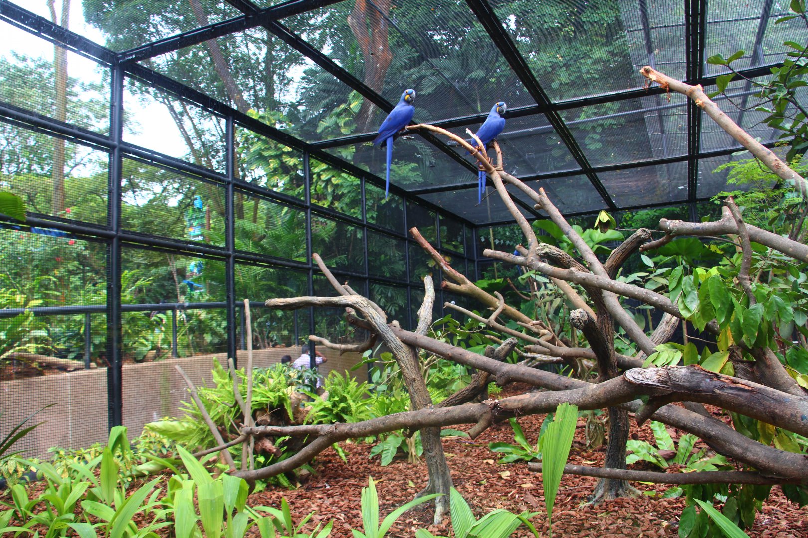 Parrot Paradise - Hyacinth Macaw exhibit
