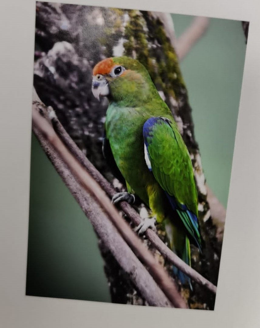 Parrot Paradise ID?
