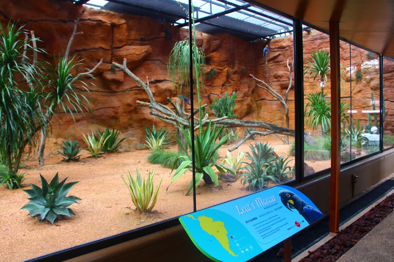 Parrot Paradise - Lear's Macaw exhibit