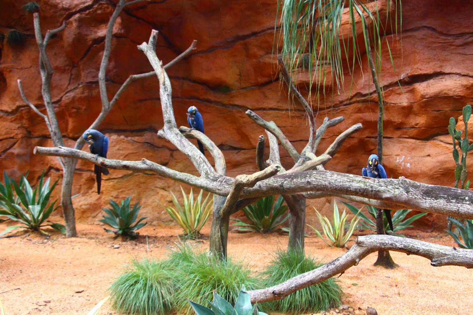 Parrot Paradise - Lear's Macaw exhibit