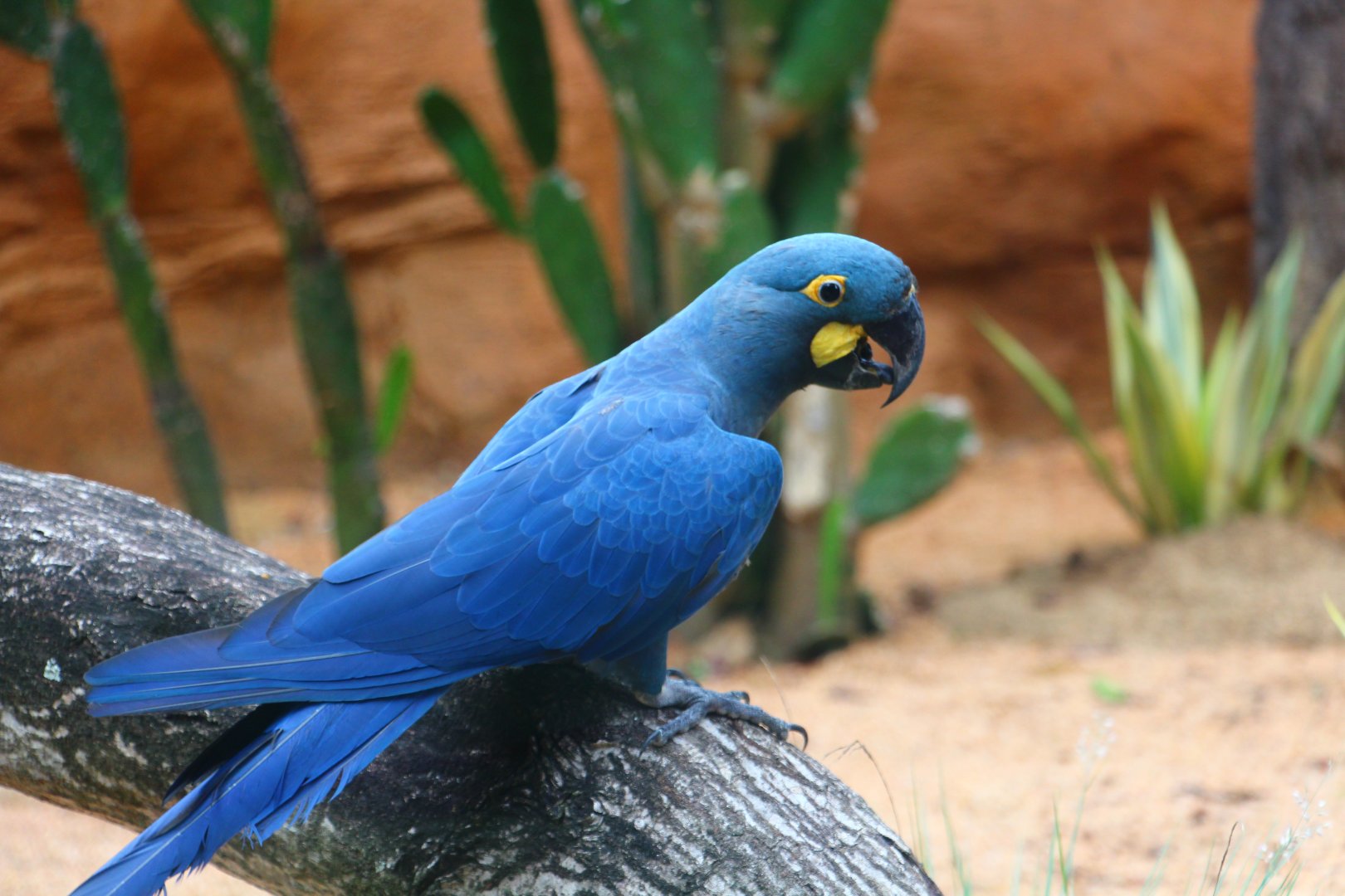 Parrot Paradise - Lear's Macaw