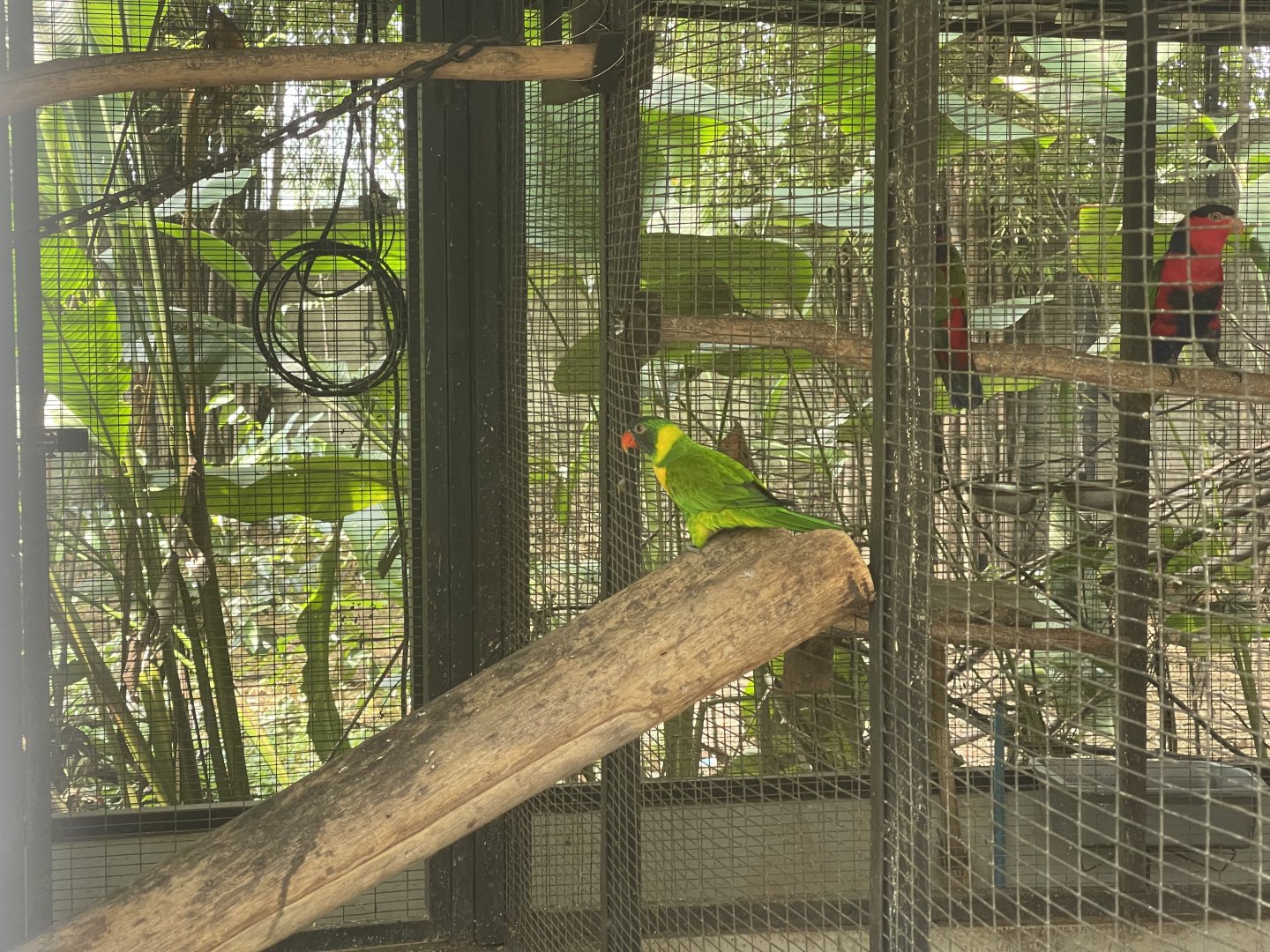 parrot paradise - marigold lorikeet (trichoglossus capistratus) - aviary park