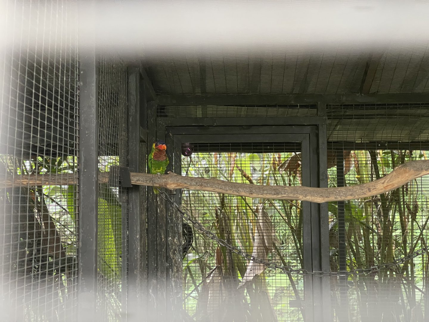 parrot paradise - ornate lorikeet (saudareos ornata) - aviary park