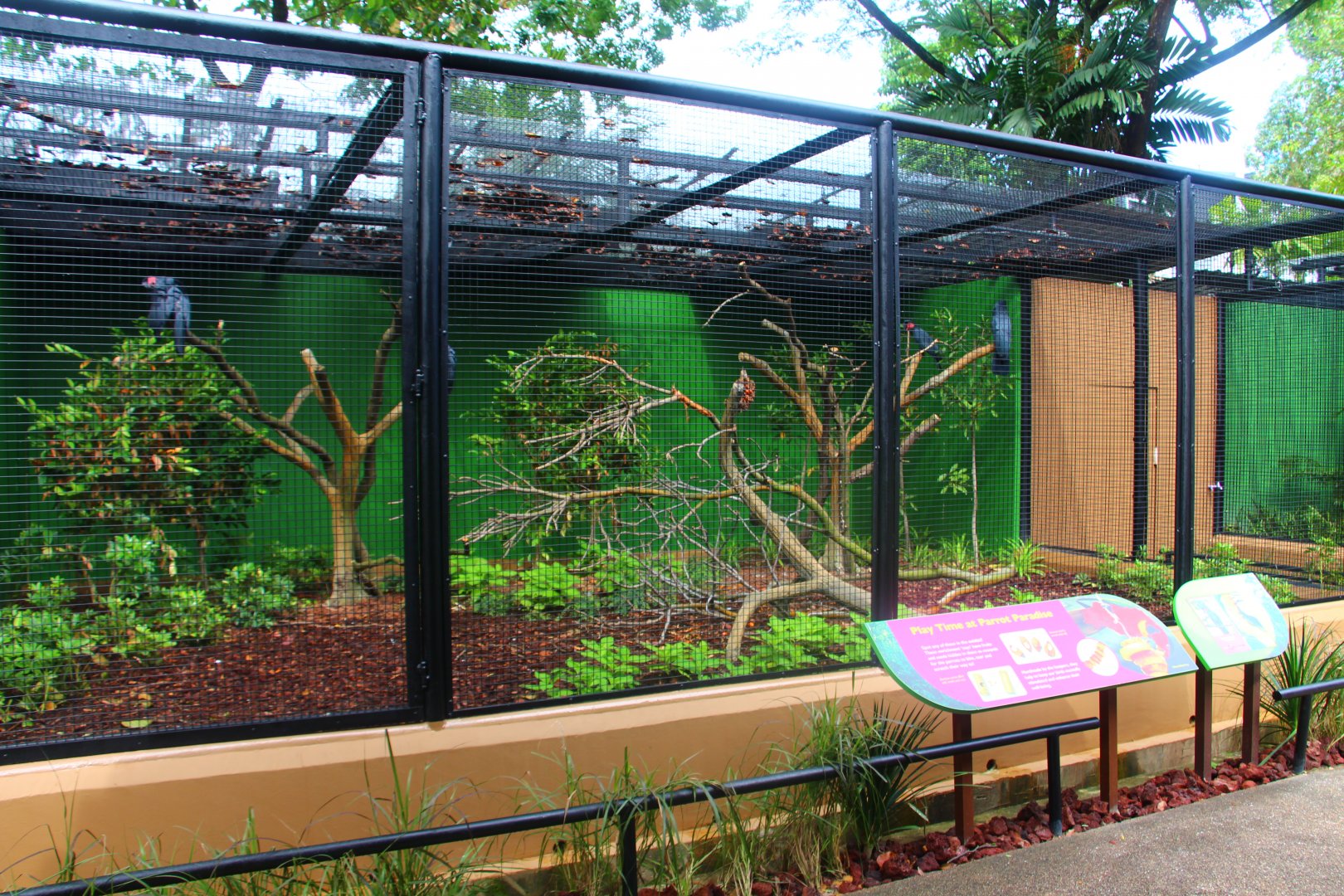 Parrot Paradise - Palm Cockatoo exhibit