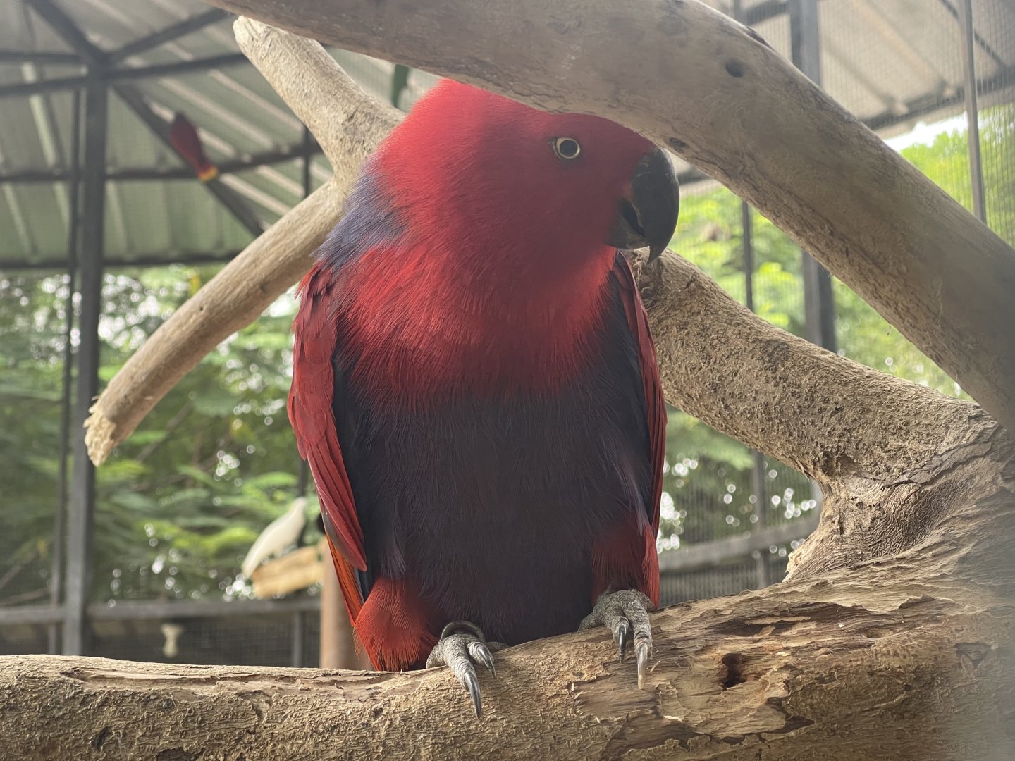 parrot paradise - papuan electus (eclectus polychloros) - aviary park