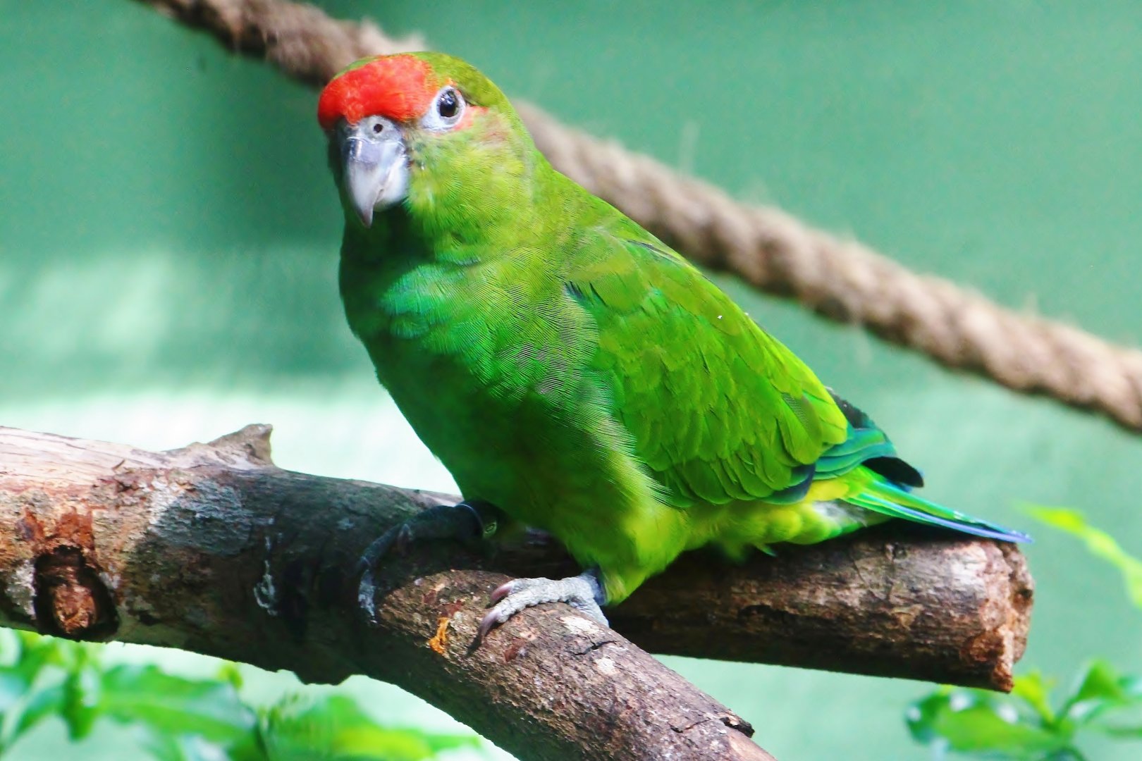 Parrot Paradise - Pileated Parrot (Pionopsitta pileata)