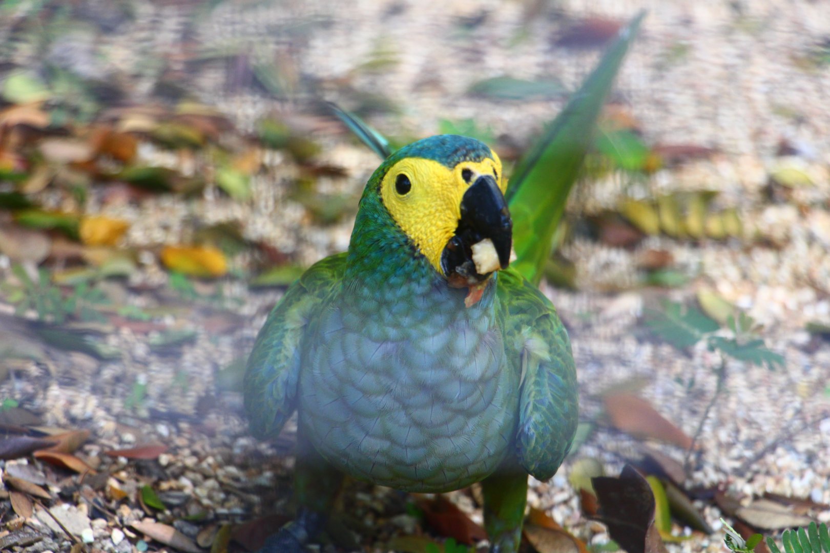 Parrot Paradise - Red-bellied Macaw