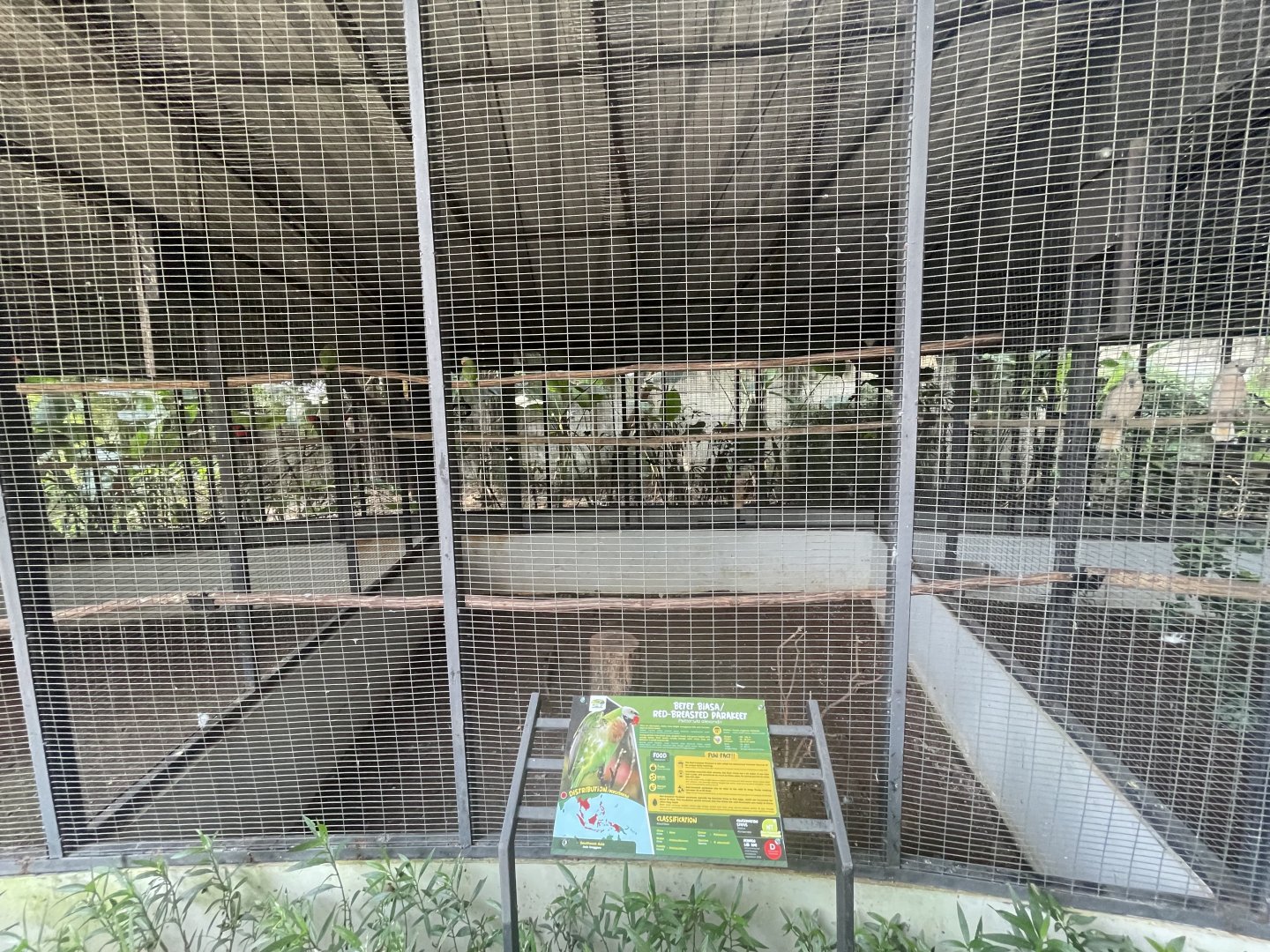 parrot paradise - red-breasted parakeet aviary - aviary park