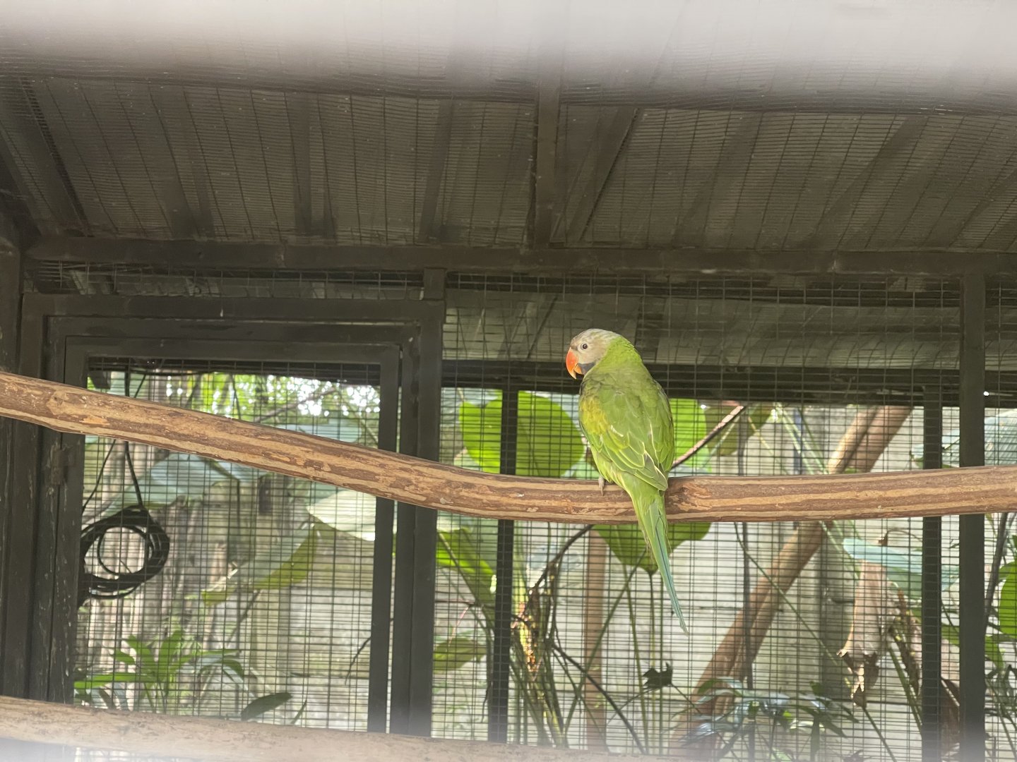 parrot paradise - red-breasted parakeet (psittacula alexandri) - aviary park
