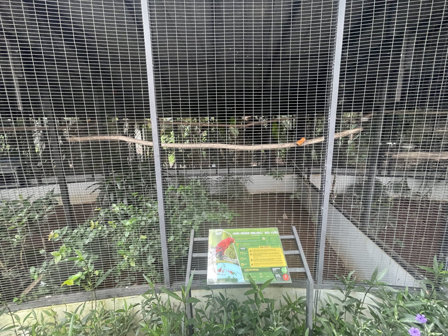 parrot paradise - red lory aviary - aviary park