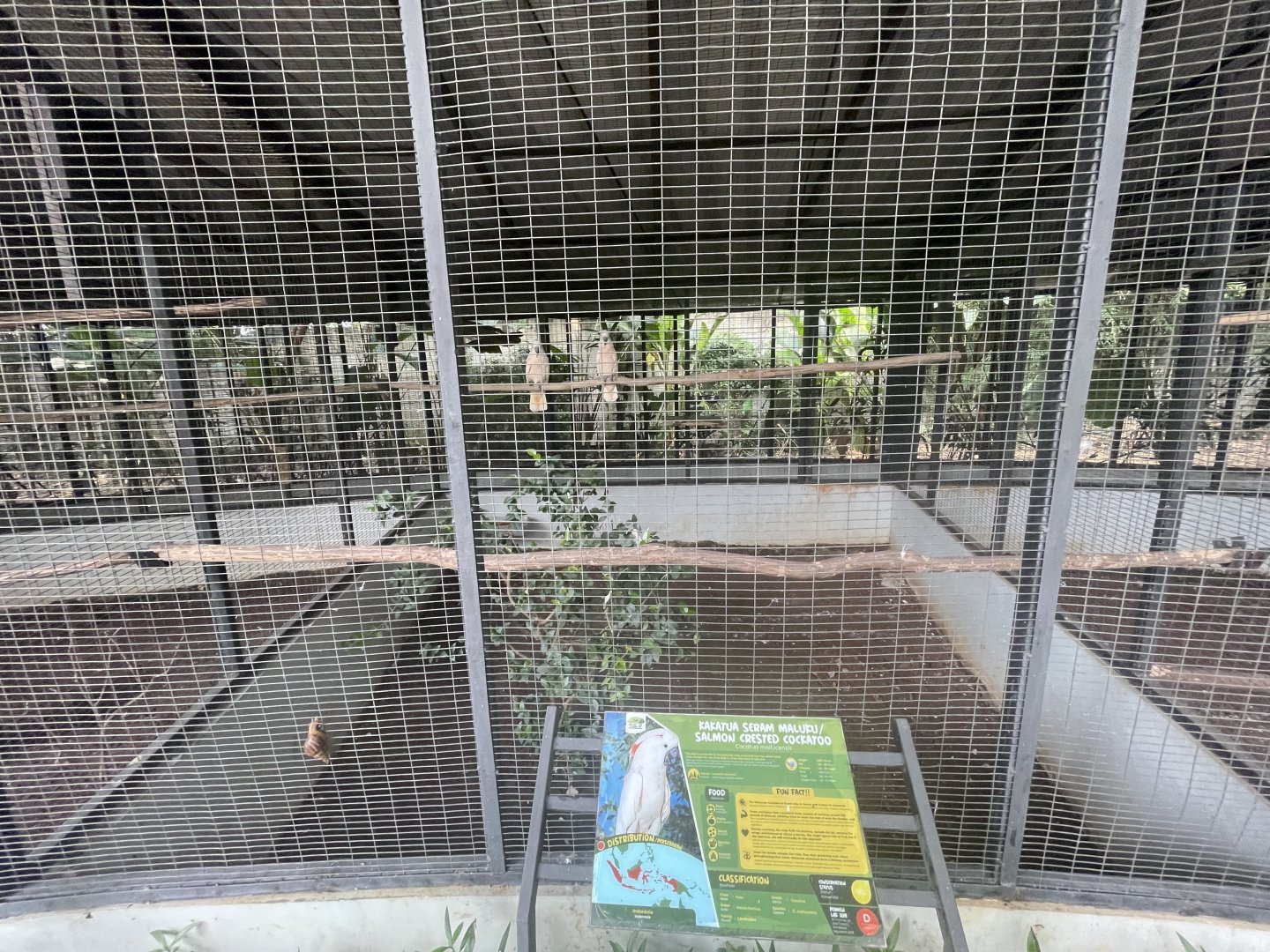 parrot paradise - salmon-crested cockatoo aviary - aviary park