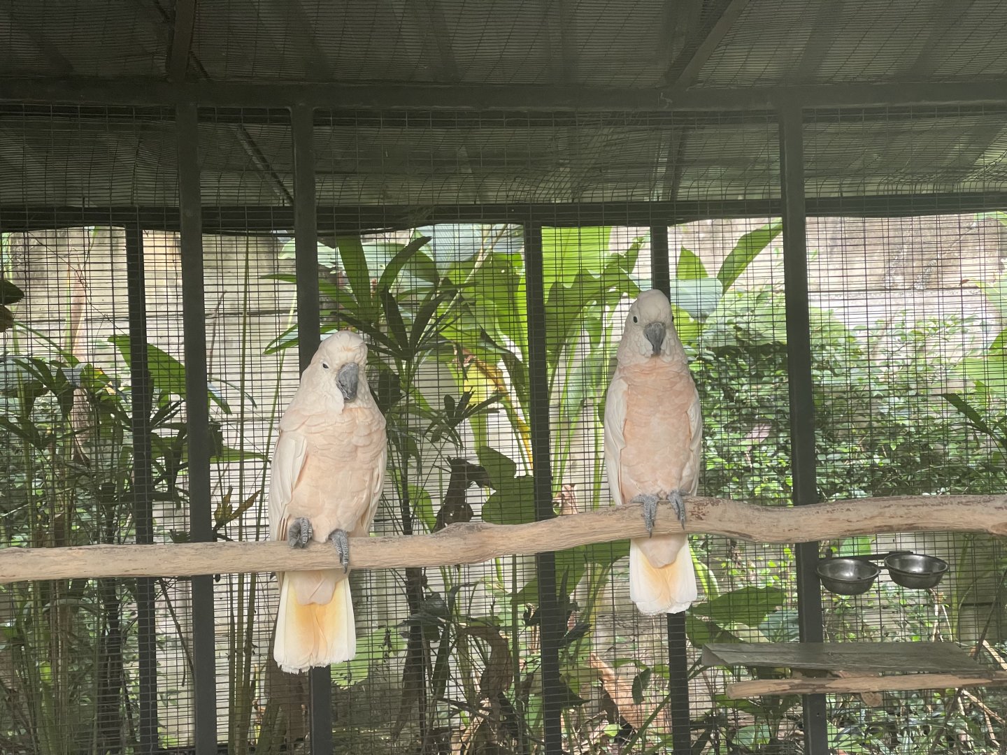 parrot paradise - salmon-crested cockatoo (cacatua moluccensis) - aviary park