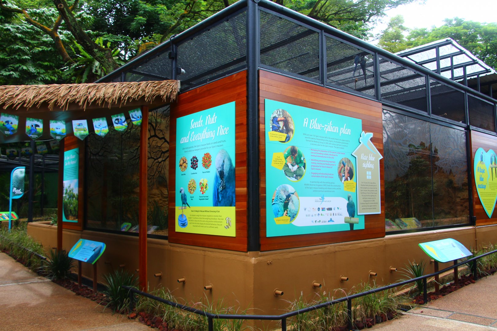 Parrot Paradise - Spix's Macaw exhibit