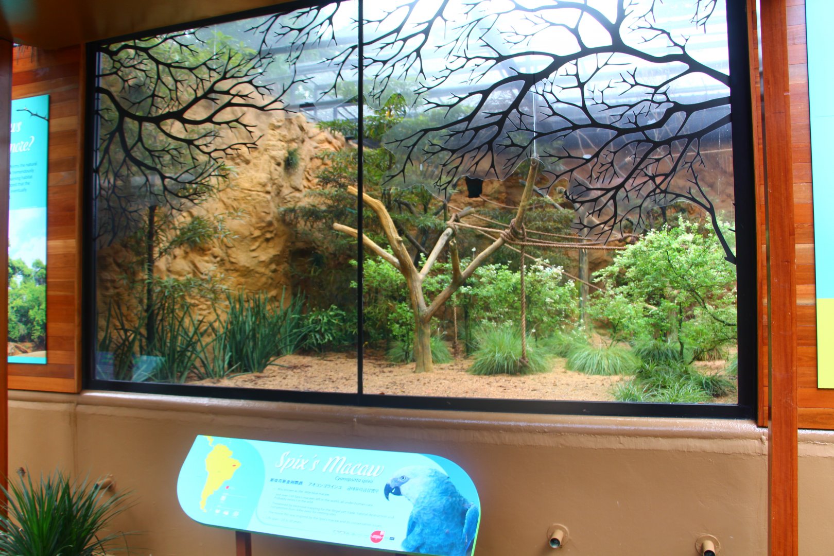 Parrot Paradise - Spix's Macaw exhibit
