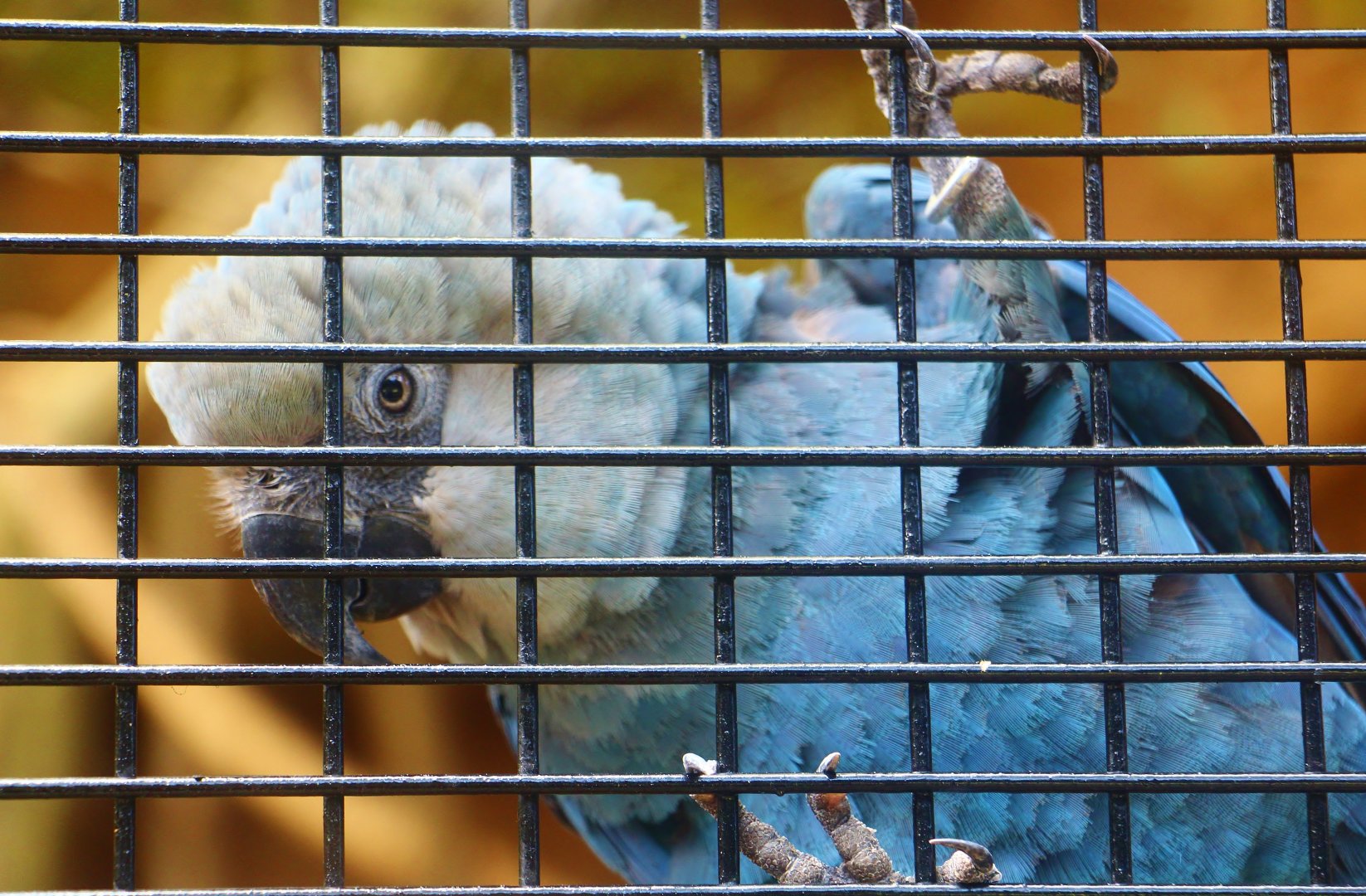 Parrot Paradise - Spix's Macaw