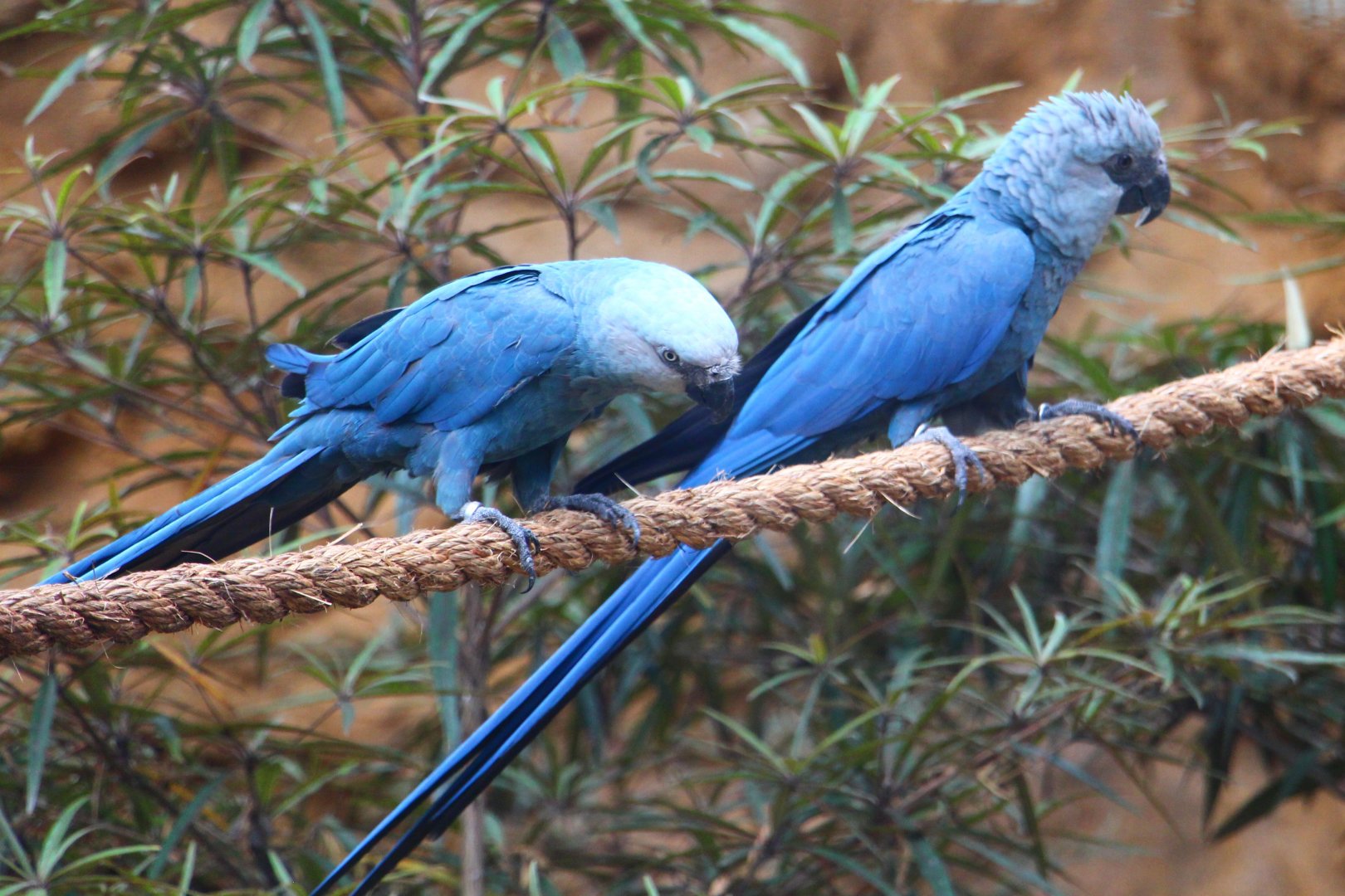 Parrot Paradise - Spix's Macaws