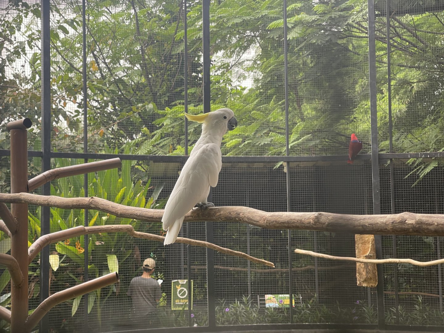 parrot paradise - sulphur-crested cockatoo (cacatua galerita) - aviary park