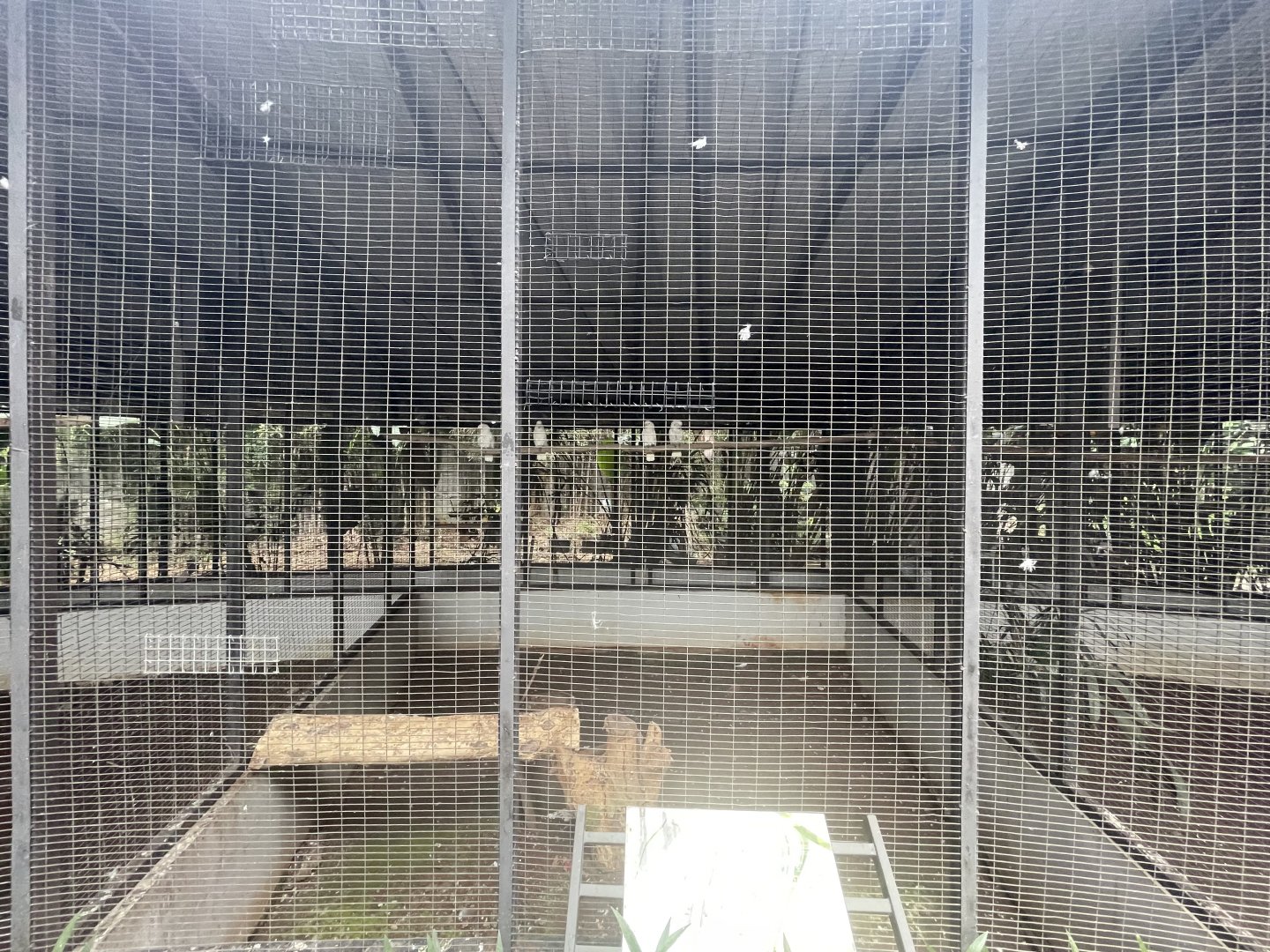 parrot paradise - tanimbar cockatoo aviary - aviary park