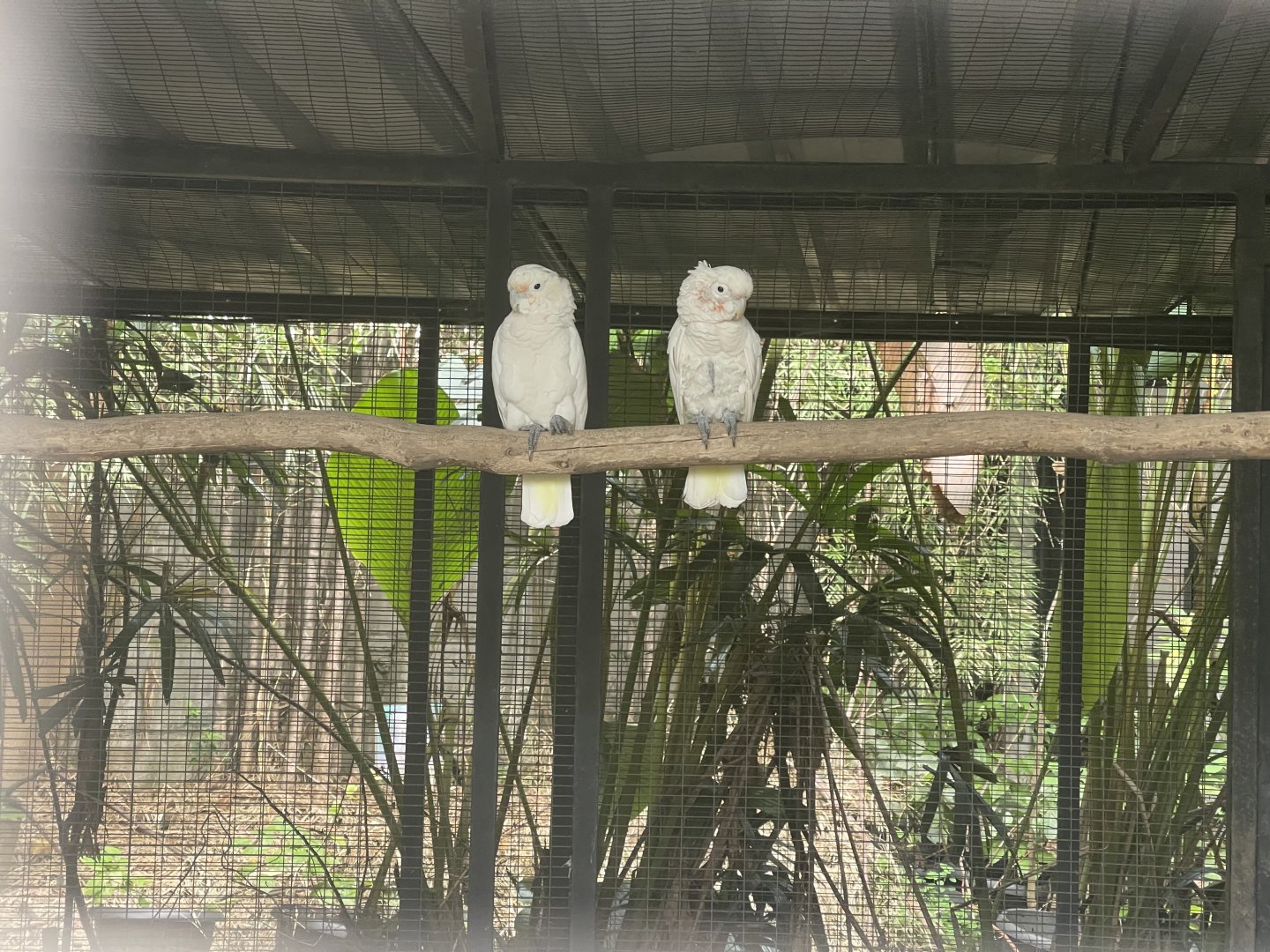 parrot paradise - tanimbar cockatoo (cacatua goffiniana) (1) - aviary park